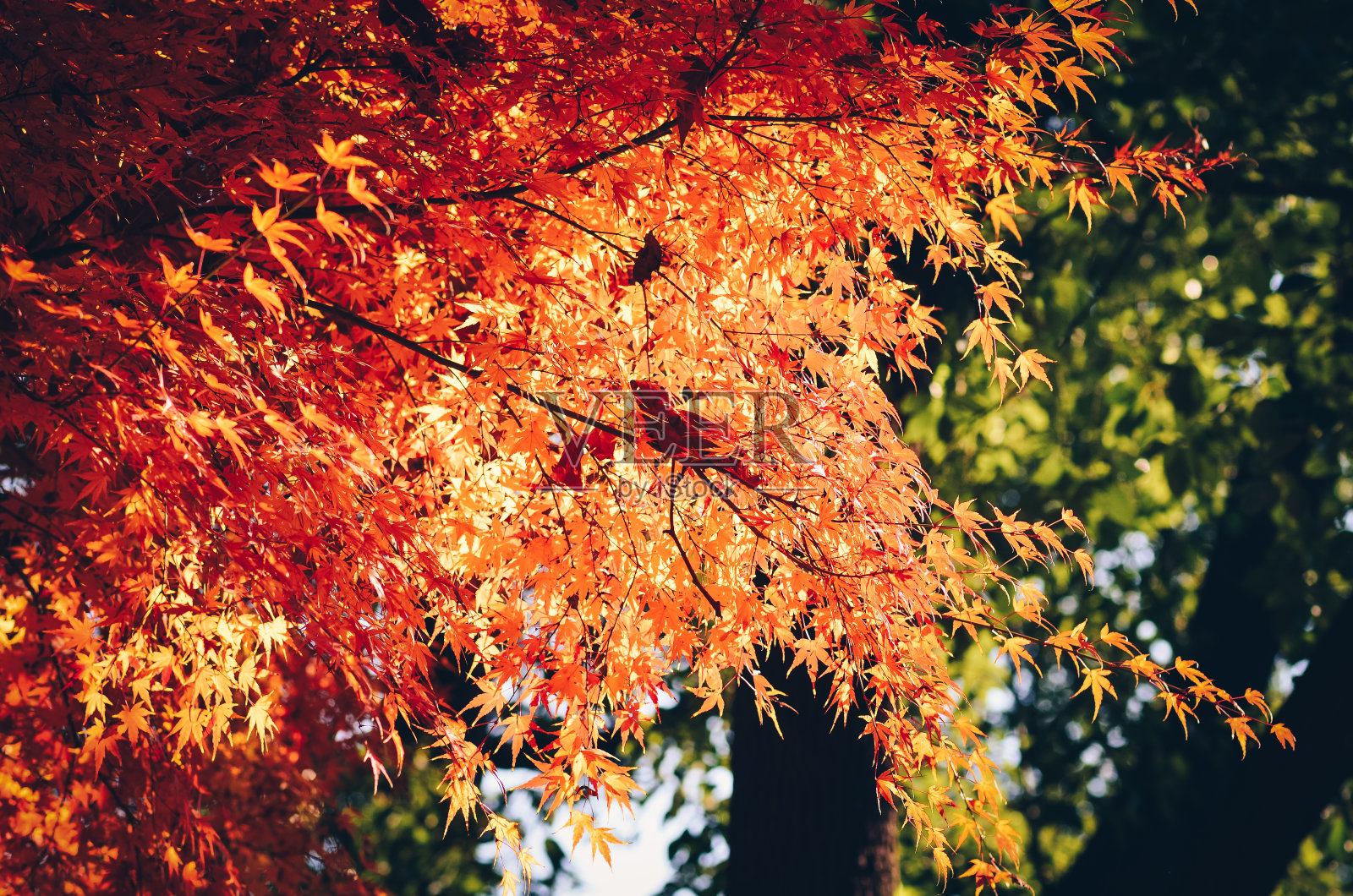美丽的红色枫叶在公清国家森林公园，中国上海照片摄影图片