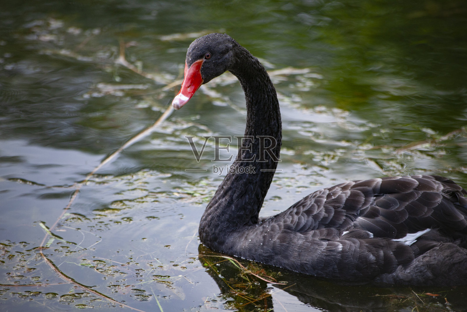 池塘里的黑天鹅。优雅的鸟照片摄影图片