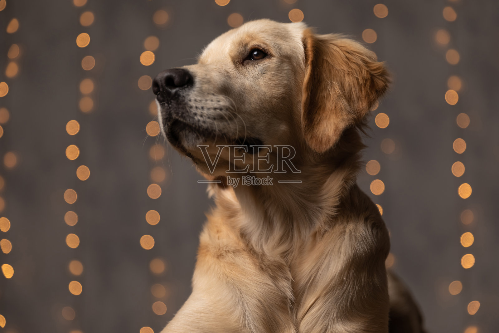 好奇的金毛寻回犬幼崽看向一边照片摄影图片