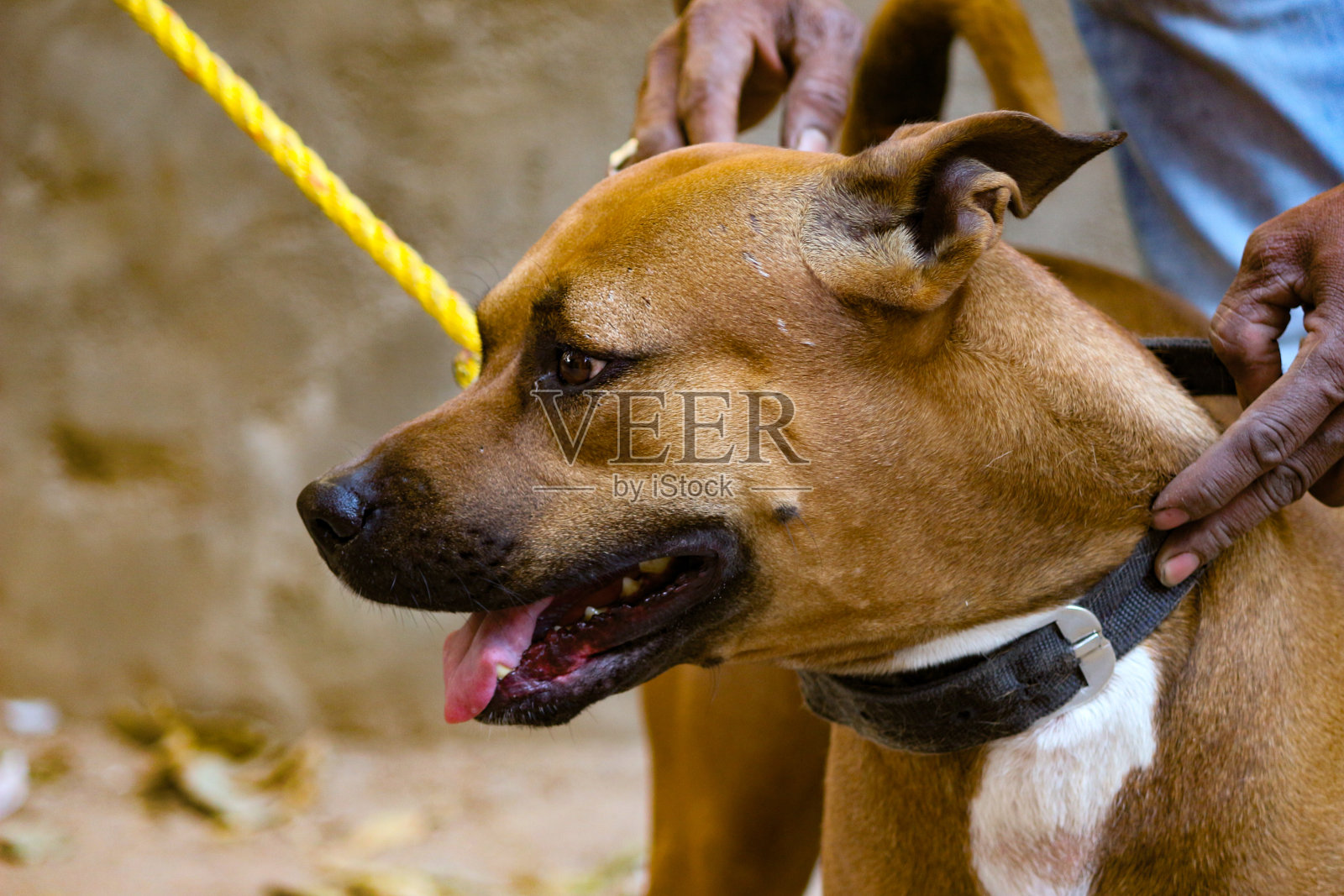 拳师狗照片摄影图片