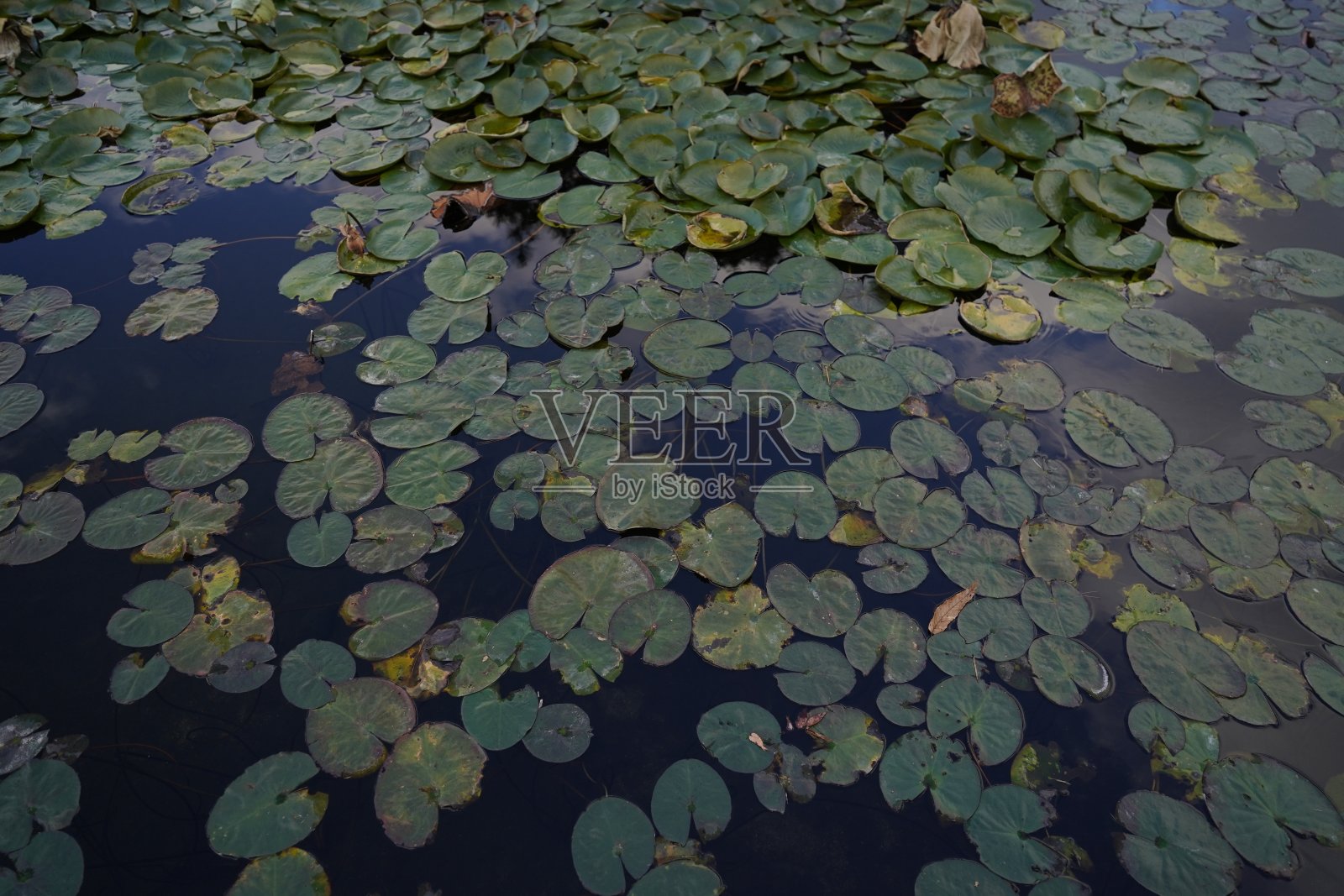 睡莲在黑暗的池塘里叶子照片摄影图片