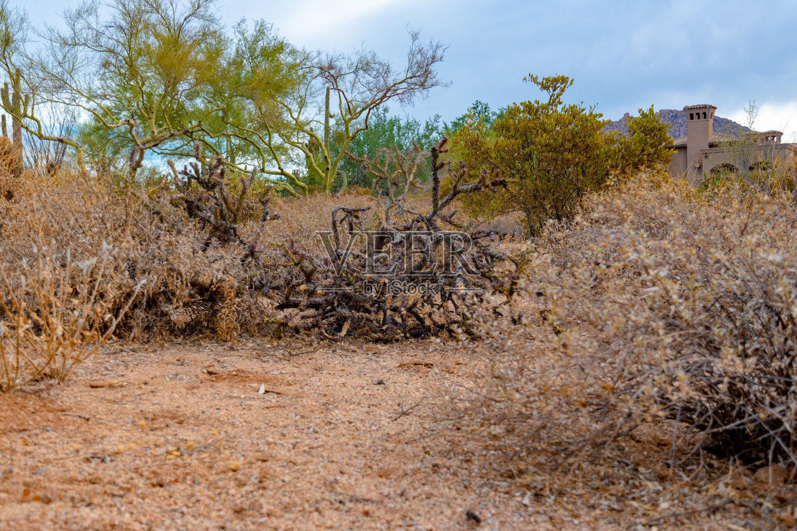 亚利桑那州的仙人掌照片摄影图片