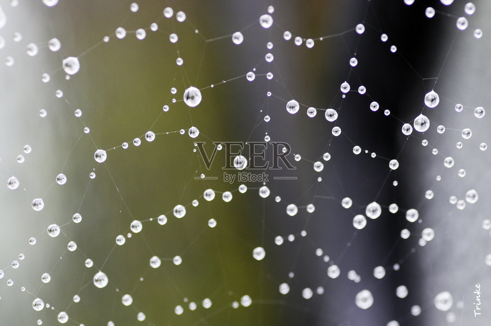 有水滴的蜘蛛网照片摄影图片