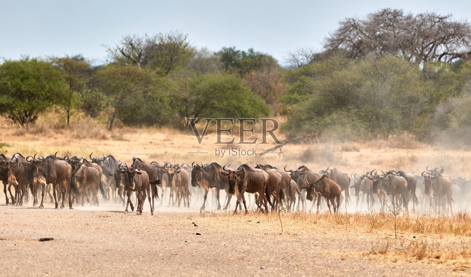角马的大迁徙照片摄影图片
