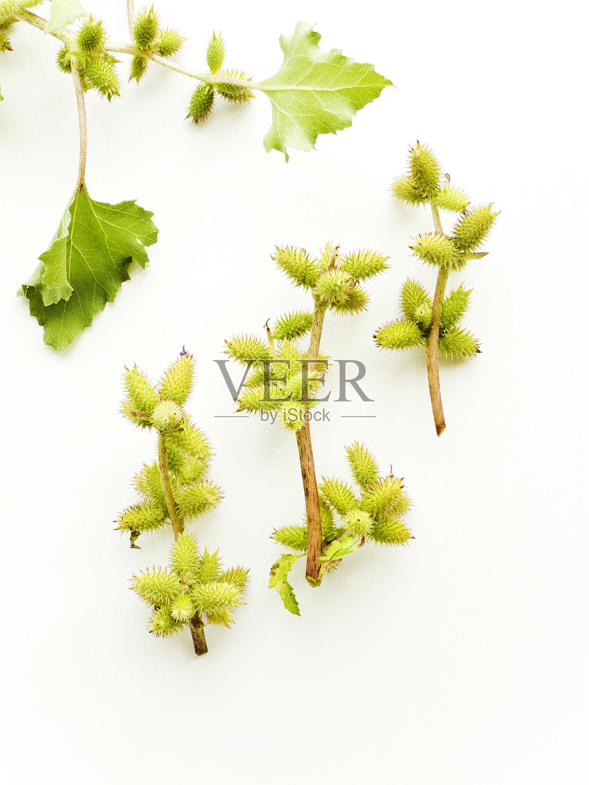 苍耳子苍耳子照片摄影图片