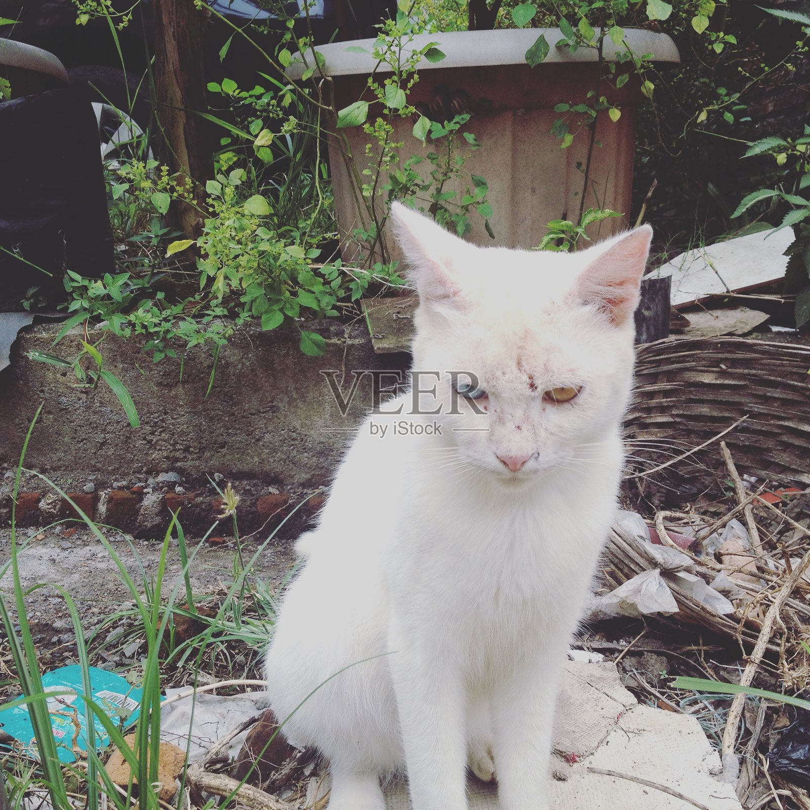 色彩差异的猫照片摄影图片