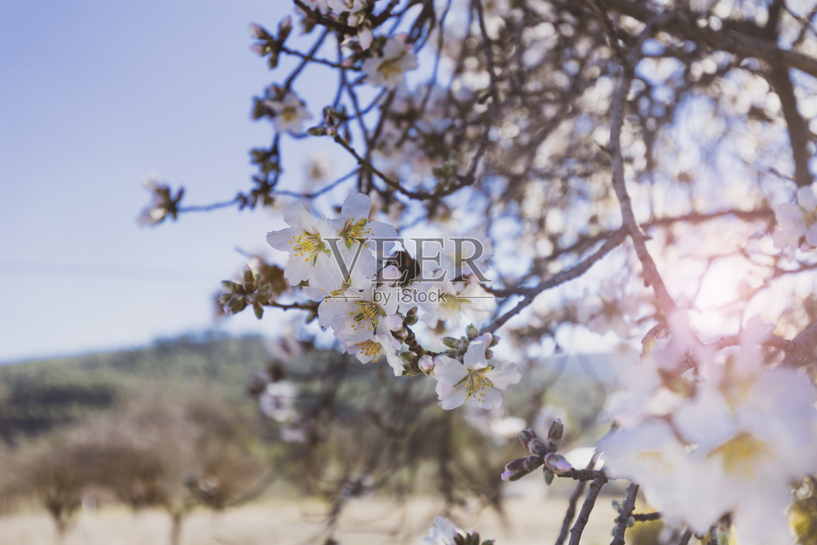 春天开花的背景。美丽的自然景色与盛开的树在阳光明媚的日子。春天的花。春天美丽的果园。抽象的背景。照片摄影图片