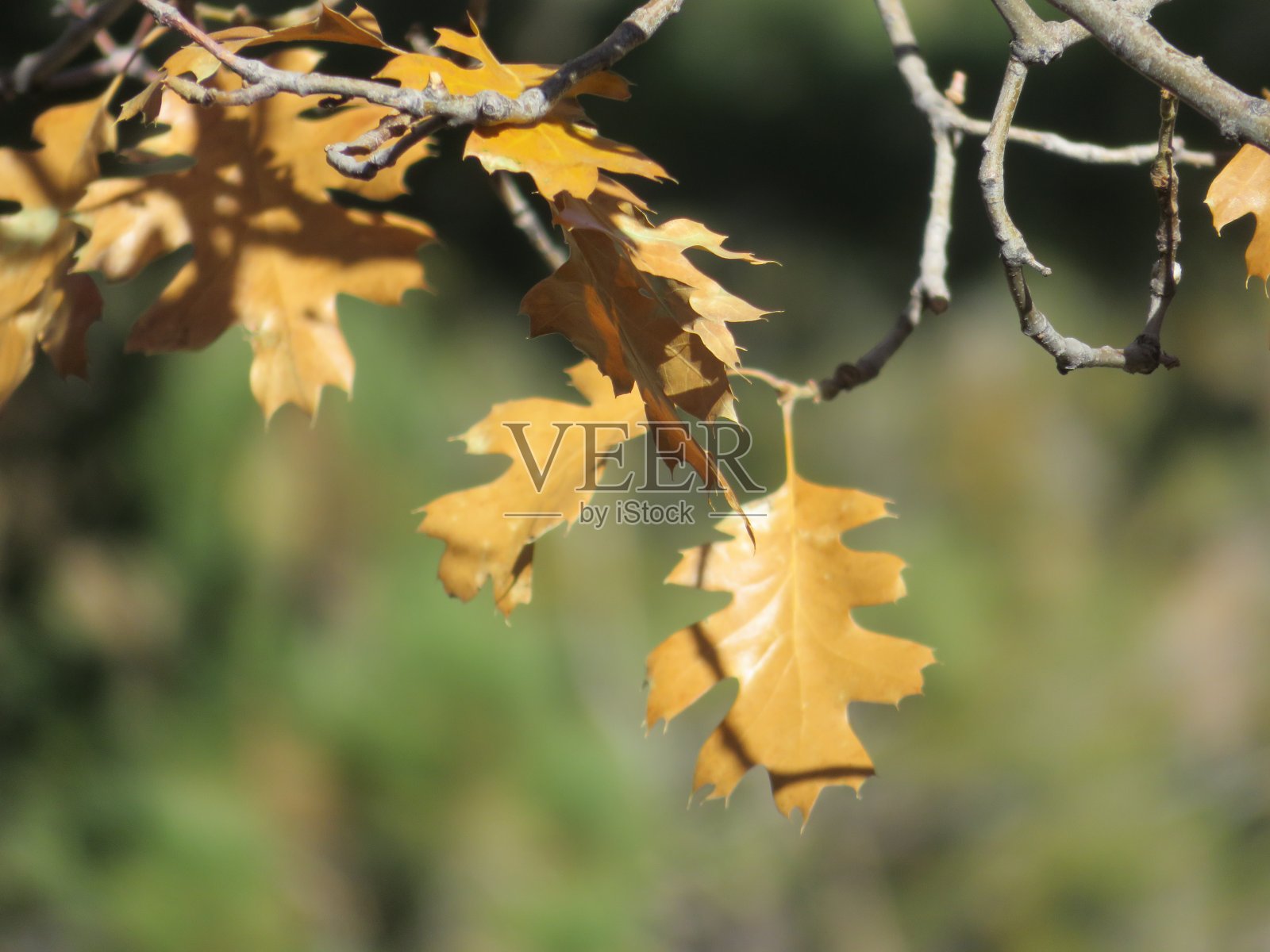 秋天的橡树照片摄影图片