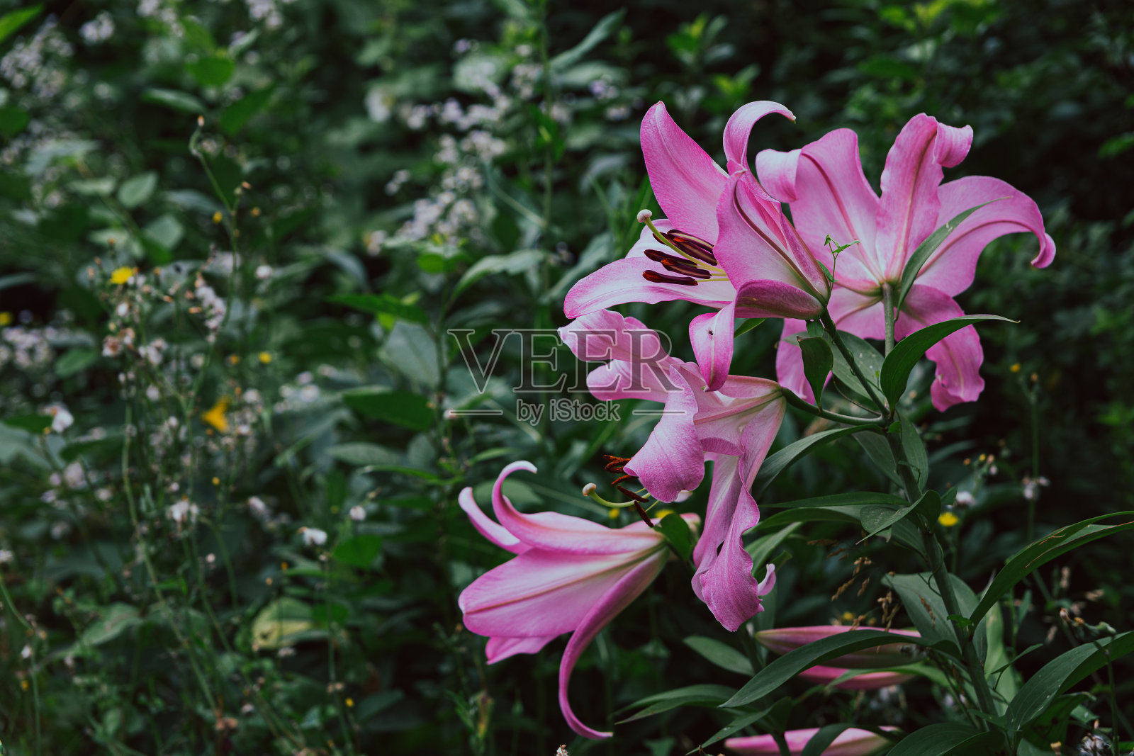 粉红色的大百合花在绿色的叶子上照片摄影图片