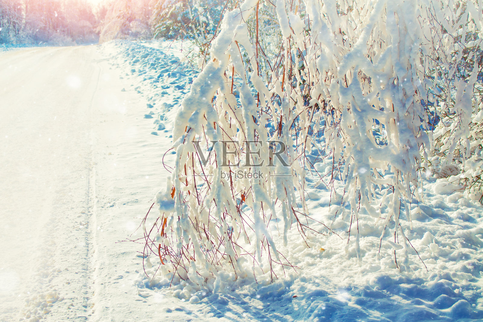 冰雪覆盖的树木。户外照片摄影图片