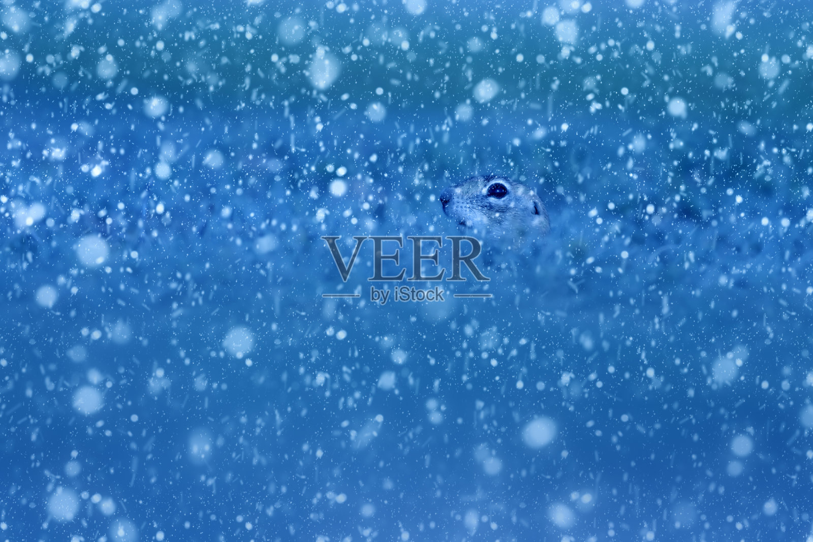 冬季和动物。雪下降。蓝色的自然背景。地松鼠。照片摄影图片