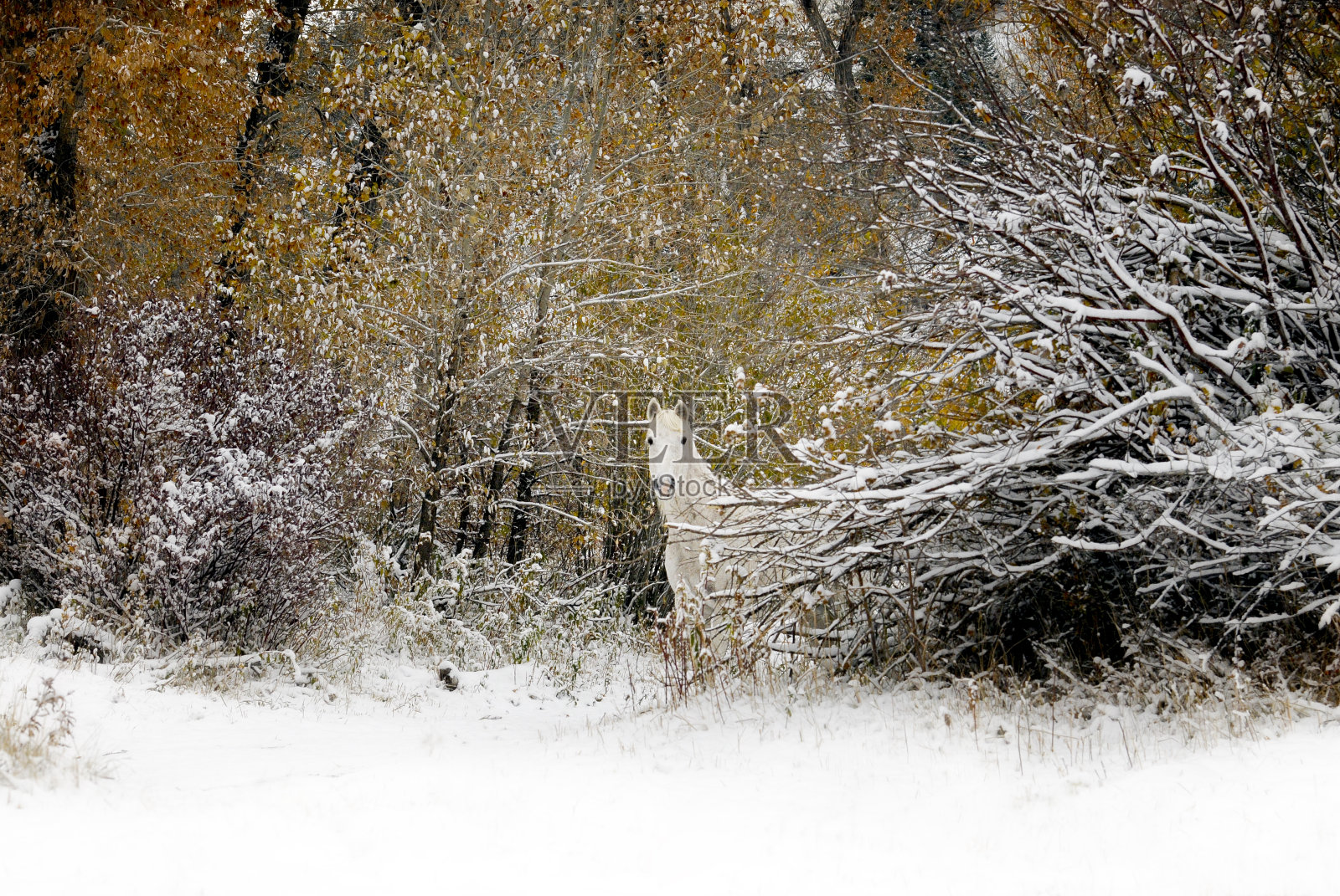 白雪中的白马照片摄影图片