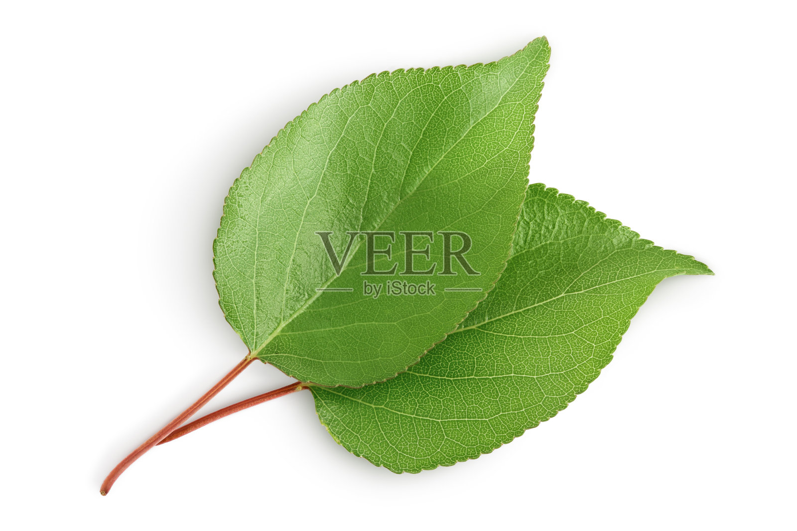 杏叶孤立在白色背景与修剪路径和全景深的领域。前视图。平躺照片摄影图片