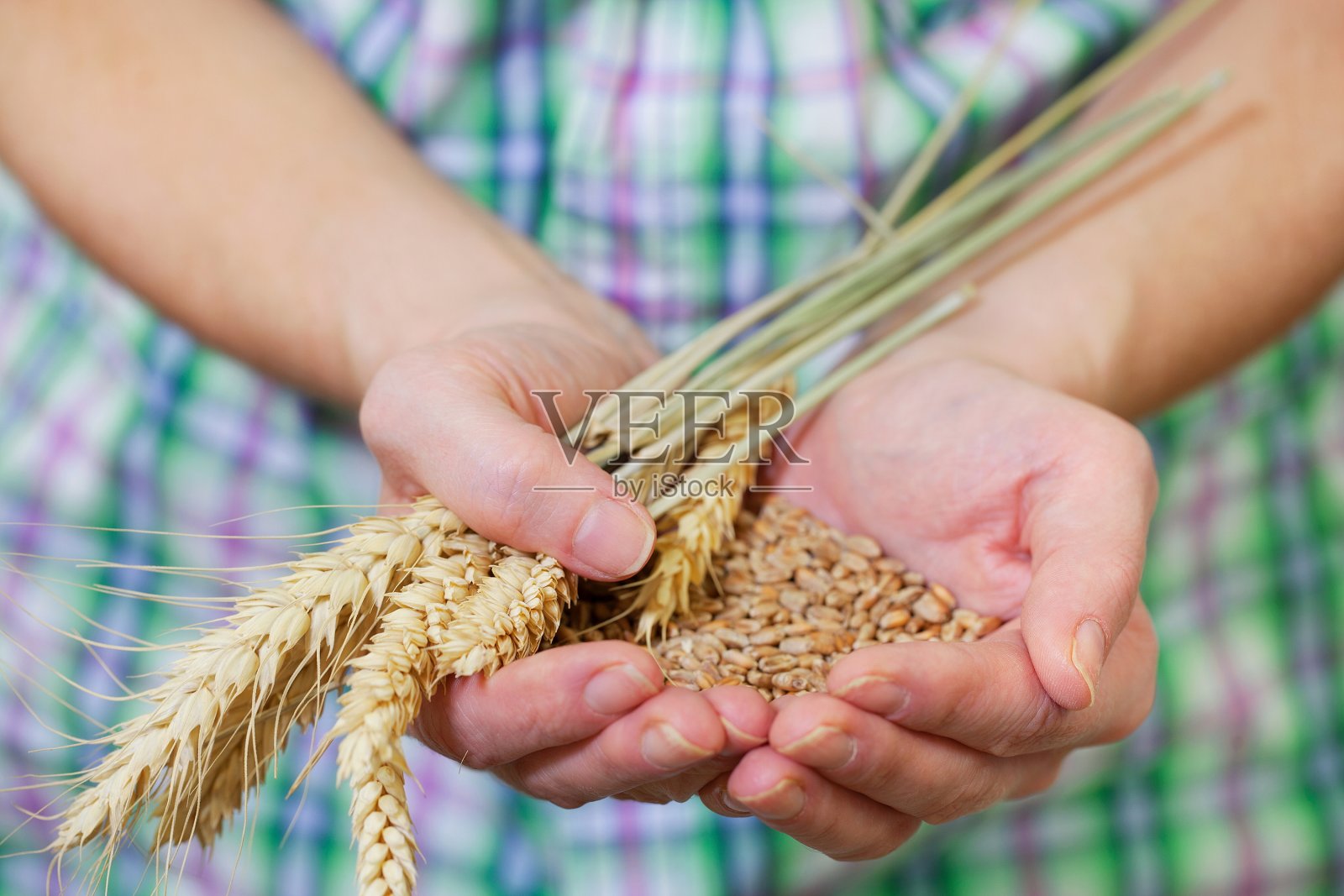 手持谷物种子的妇女照片摄影图片
