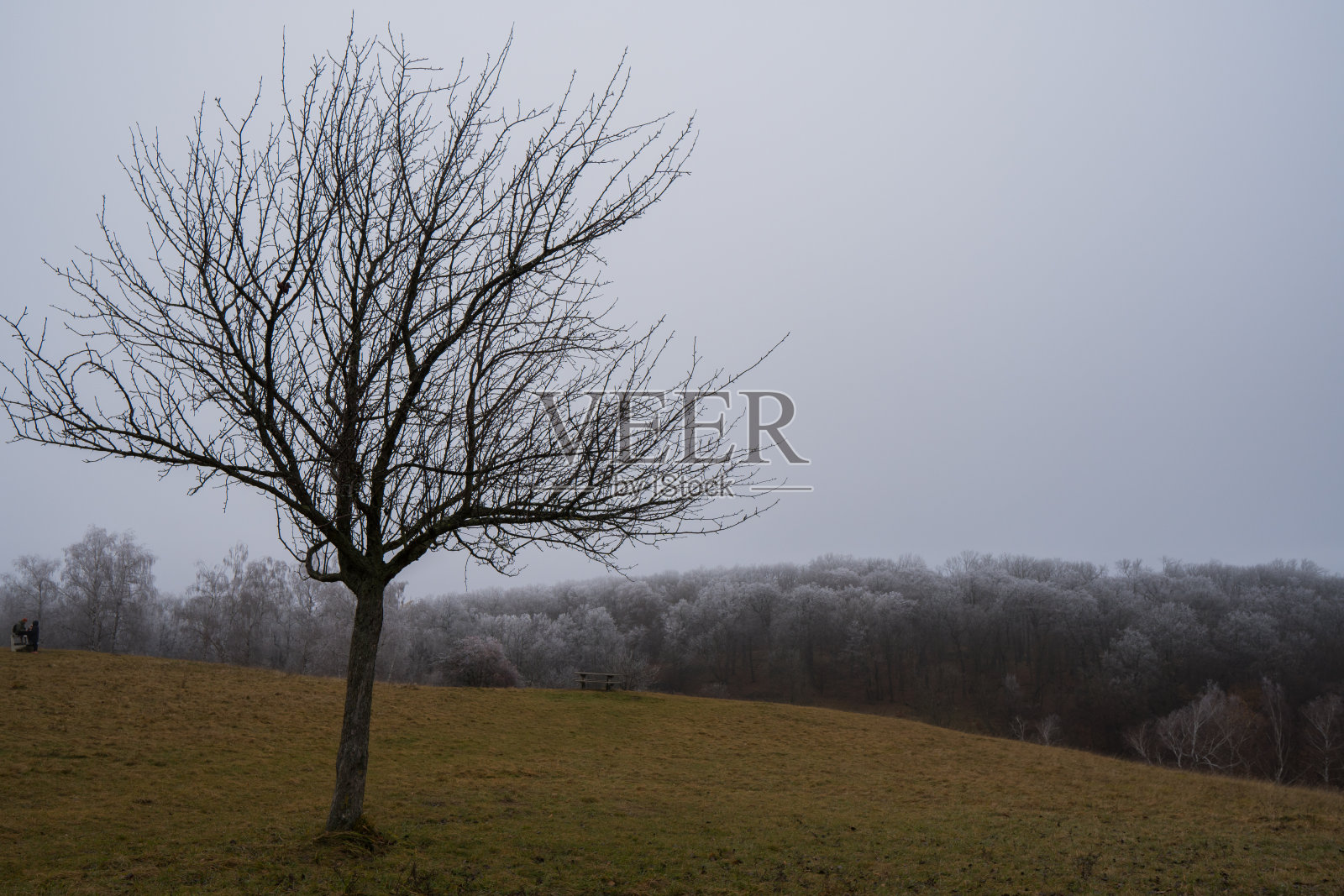 秋天的森林风景照片摄影图片