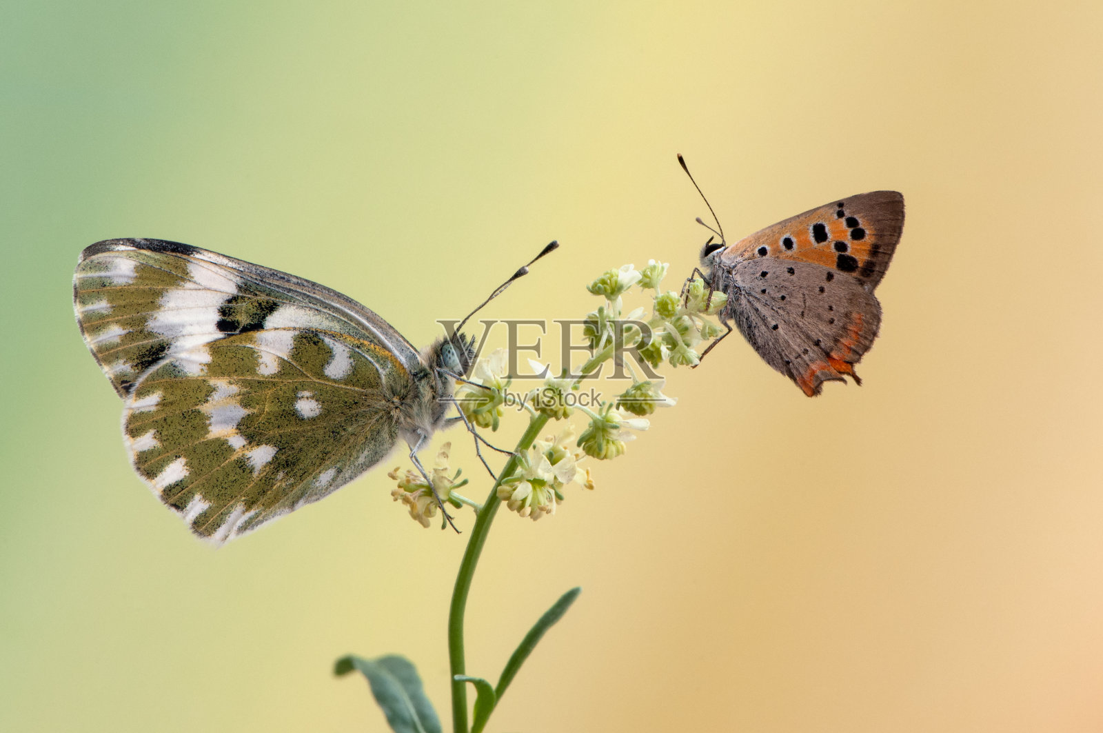 两只蝴蝶在清晨的花上等待破晓照片摄影图片