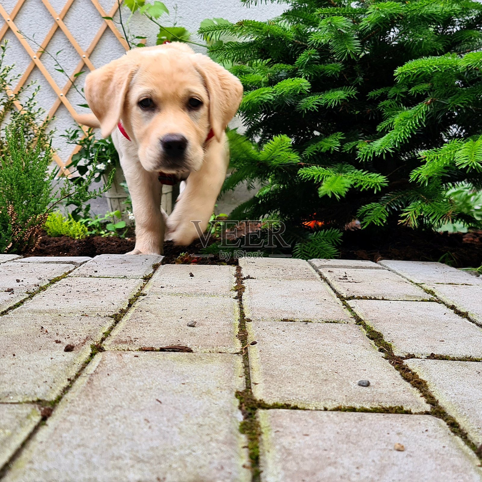 人行道上的狗画像照片摄影图片