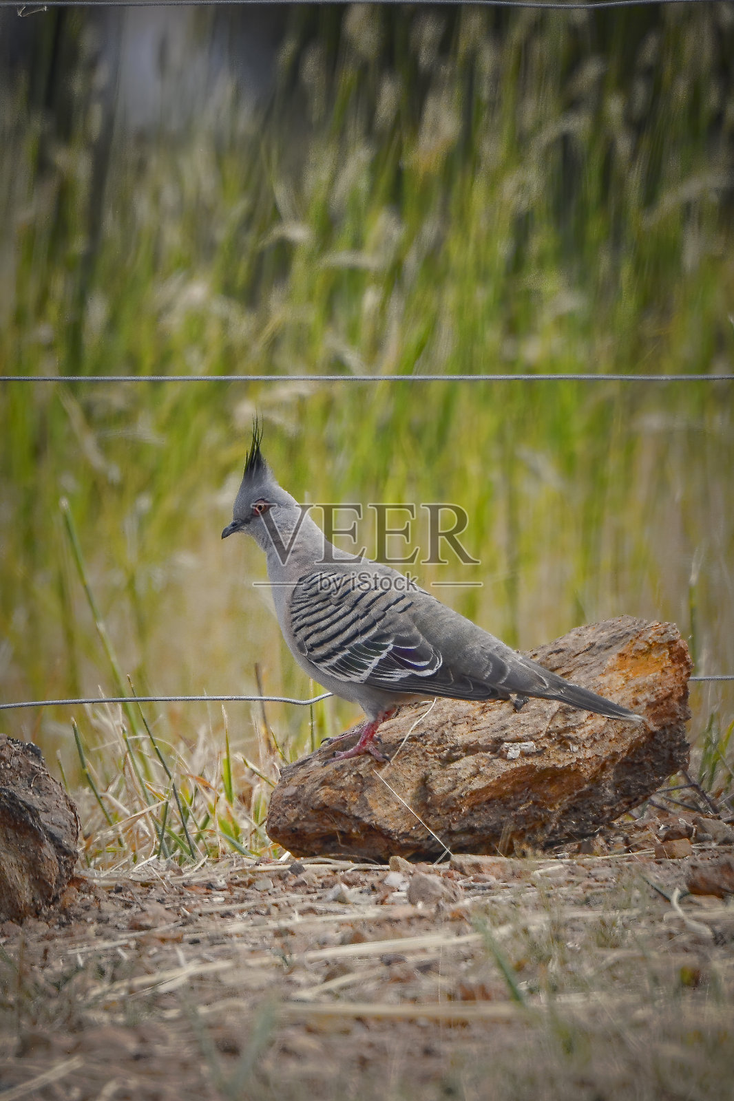冠鸽(冠鸽)照片摄影图片