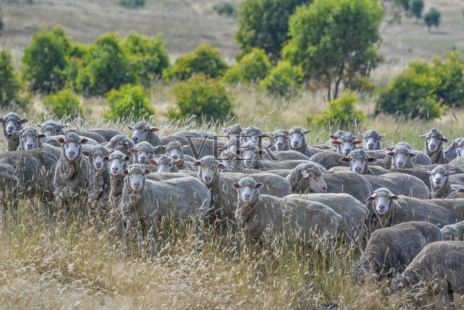 羊群在围场里照片摄影图片