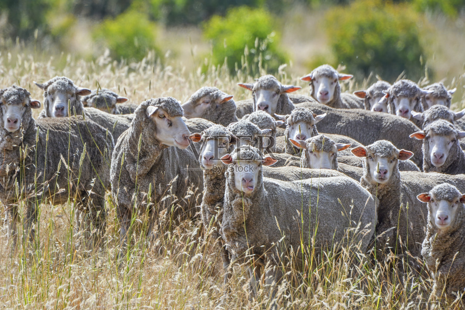 羊群在围场里照片摄影图片