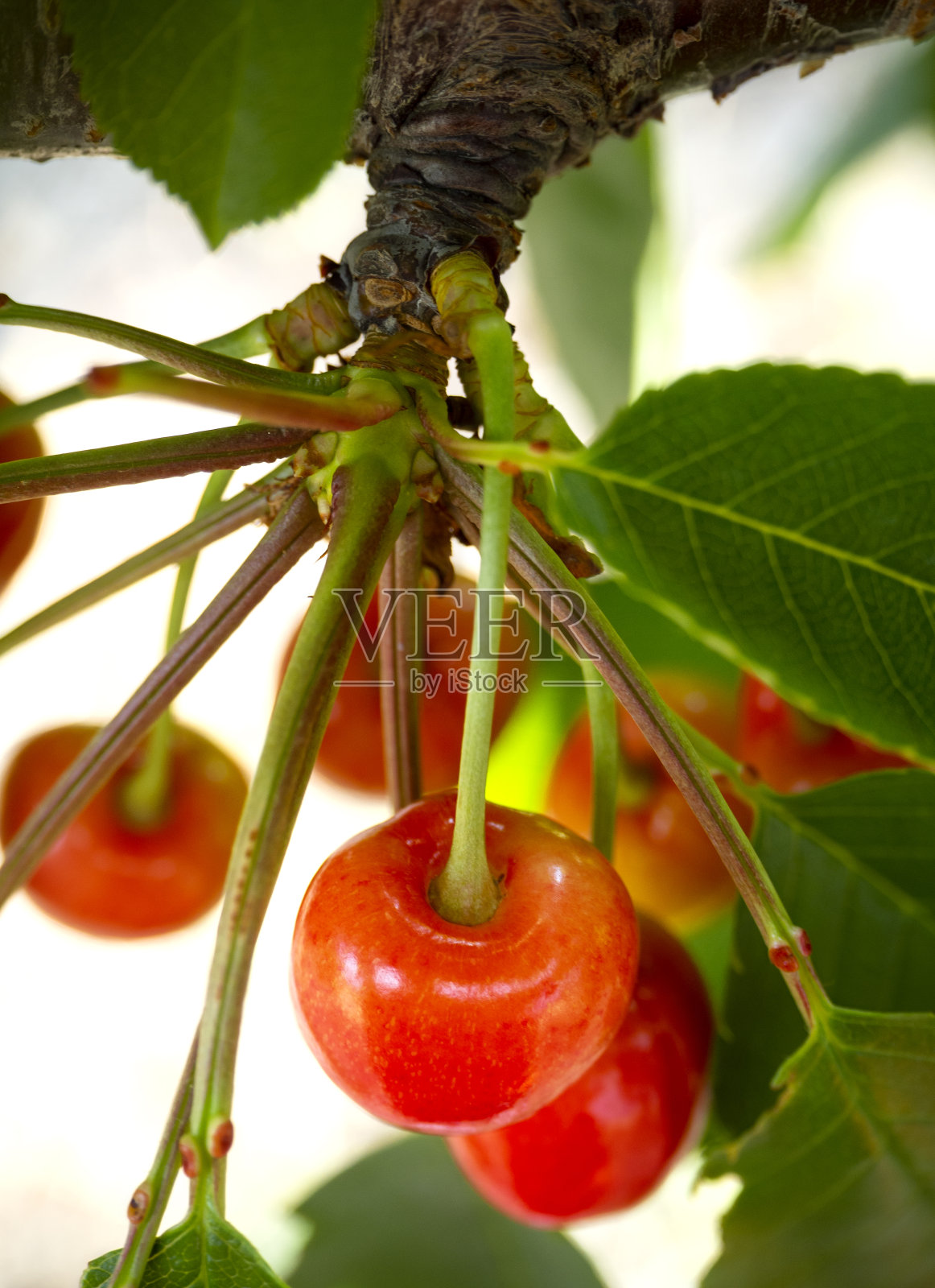 红色樱桃，鸟李在树枝上的一棵树在一个花园在希腊照片摄影图片