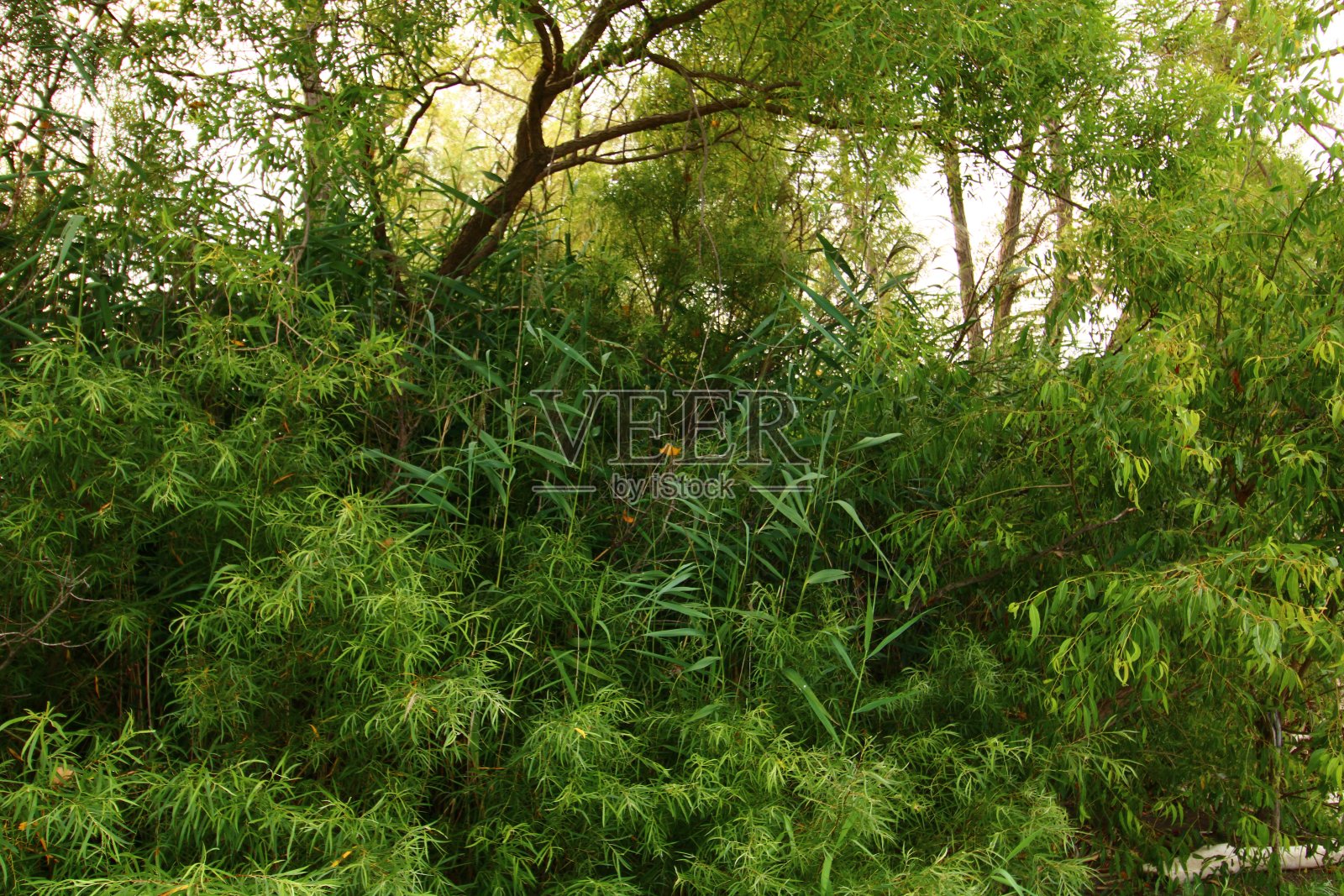 挑剔的叶子照片摄影图片