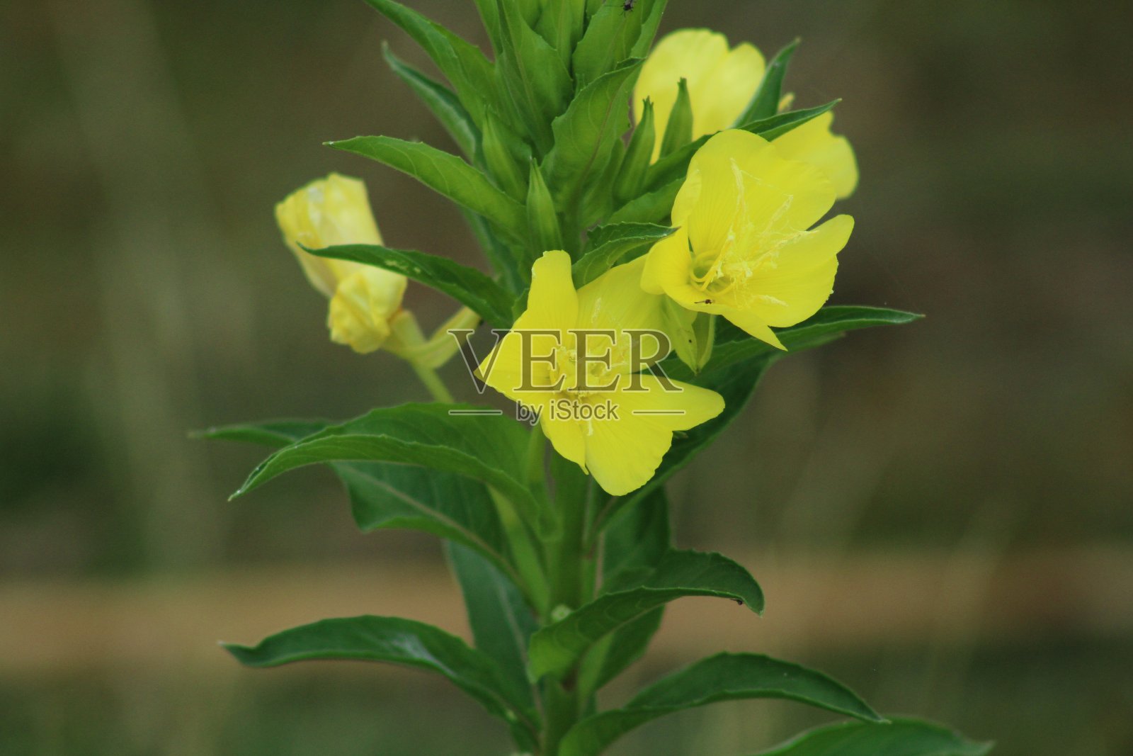 成熟yela照片摄影图片