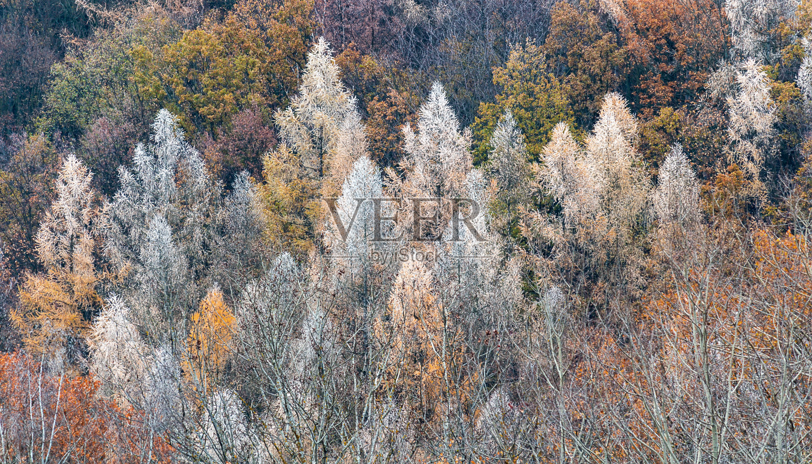 冰冻秋叶，林木纹理背景。捷克景观照片摄影图片