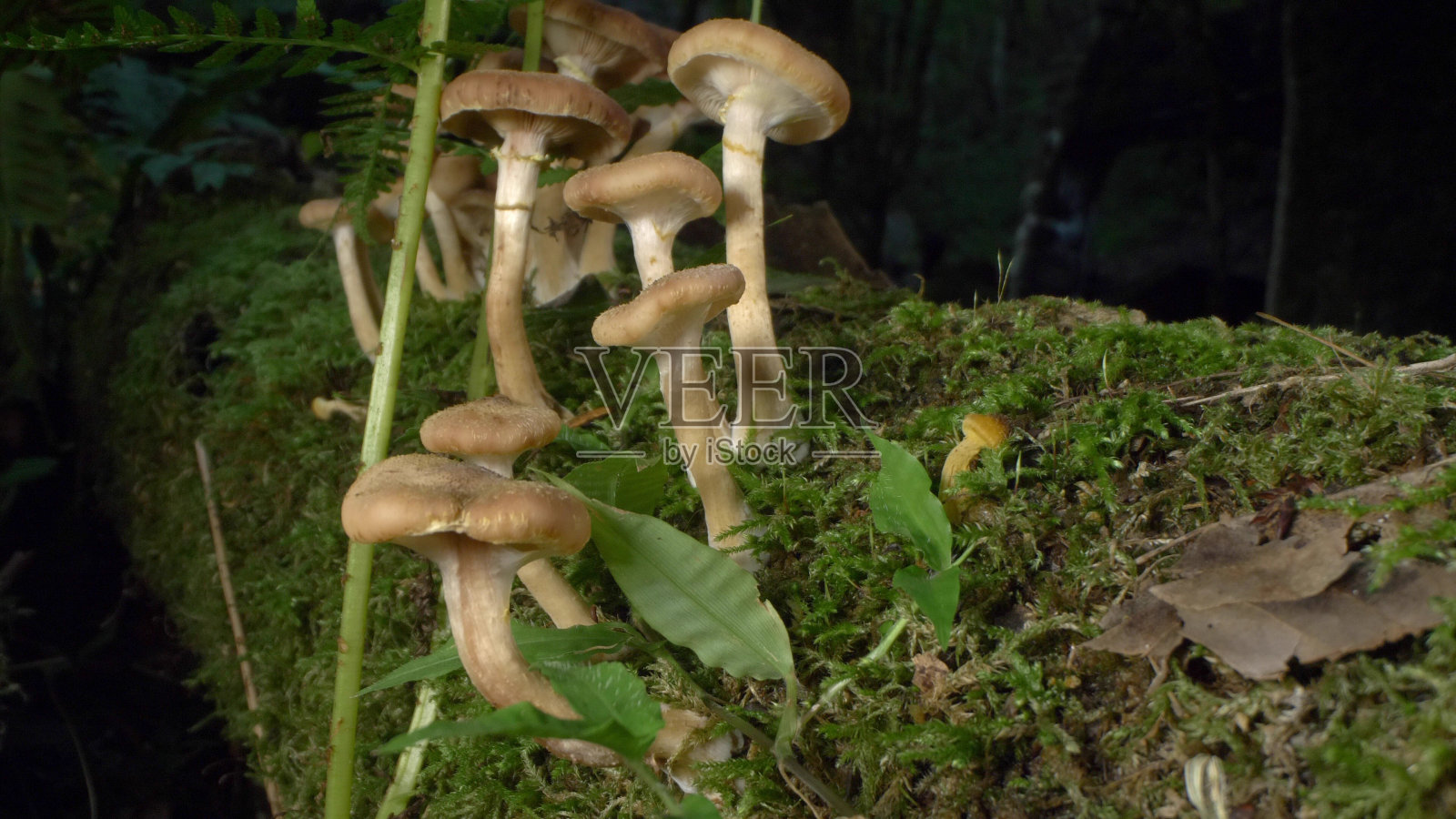 微距摄影,细节。假蜂蜜蘑菇上的原木在森林照片摄影图片