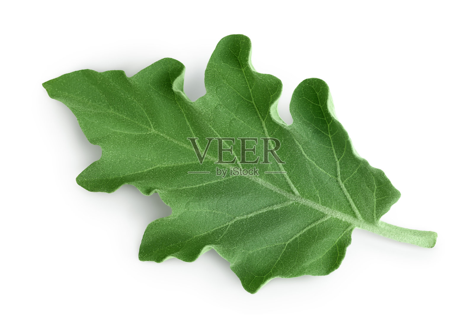 茄子叶孤立在白色背景与修剪路径和全景深的领域。前视图。平躺照片摄影图片