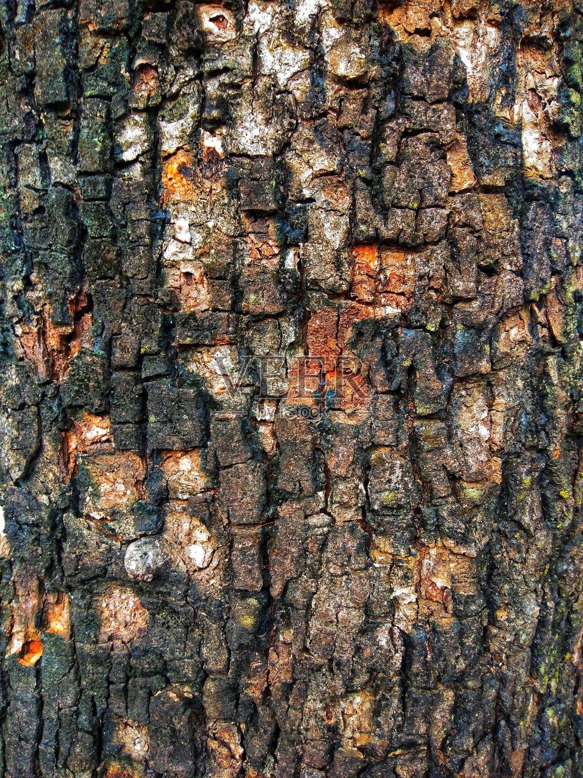 抽象纹理图案的特写树皮表面使用抽象背景或墙纸。自然背景照片摄影图片