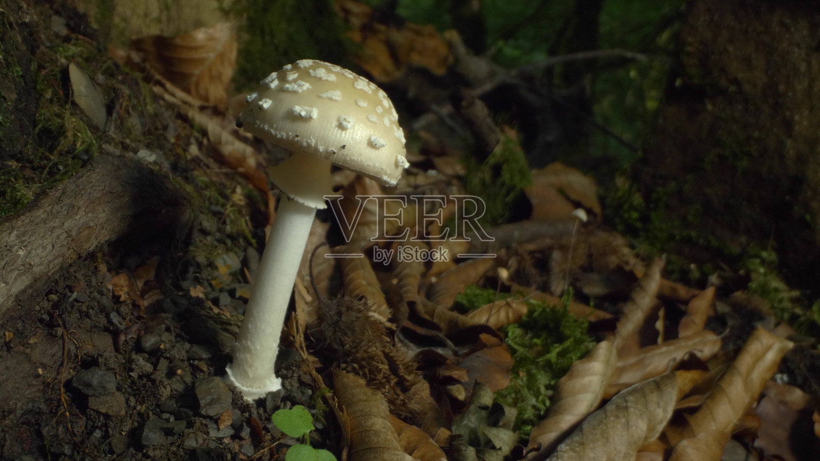 超级特写,详细。森林里的白蝇琼脂。本空间照片摄影图片