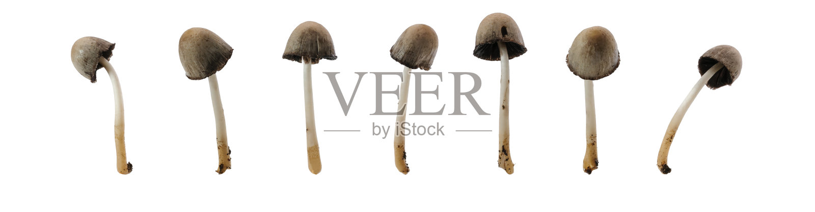 白色背景上不同角度的伞菌照片摄影图片
