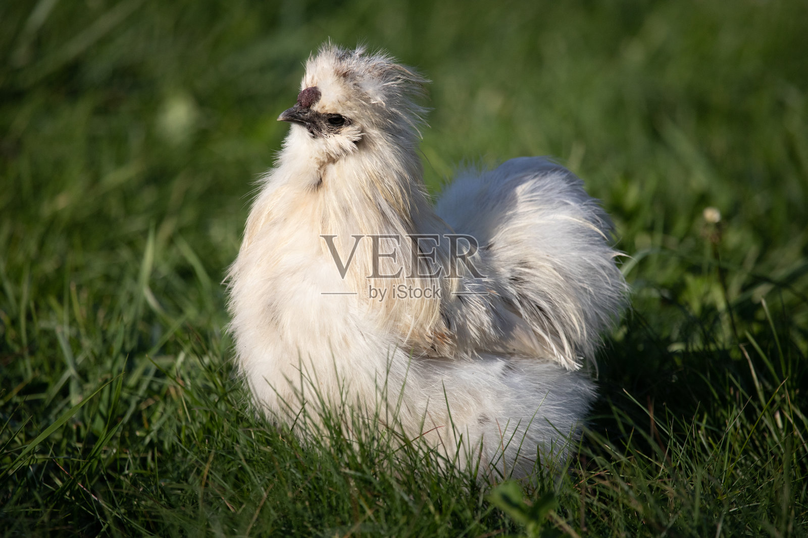 Silkie公鸡照片摄影图片