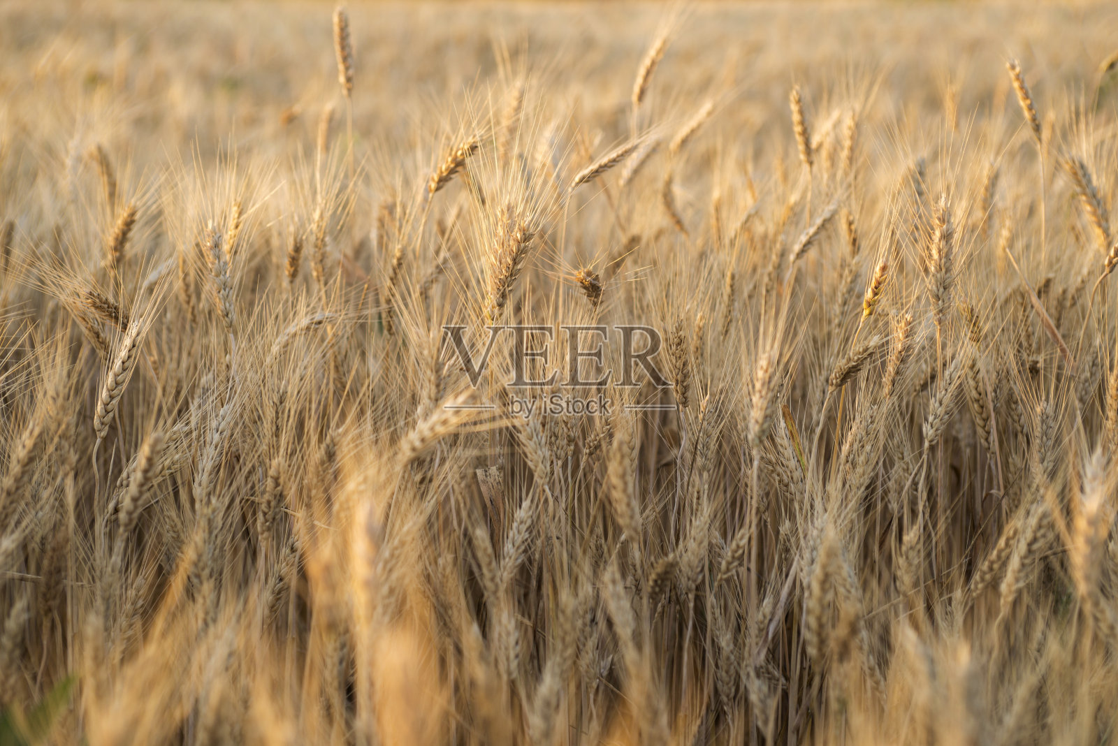 日出时金色的麦田照片摄影图片