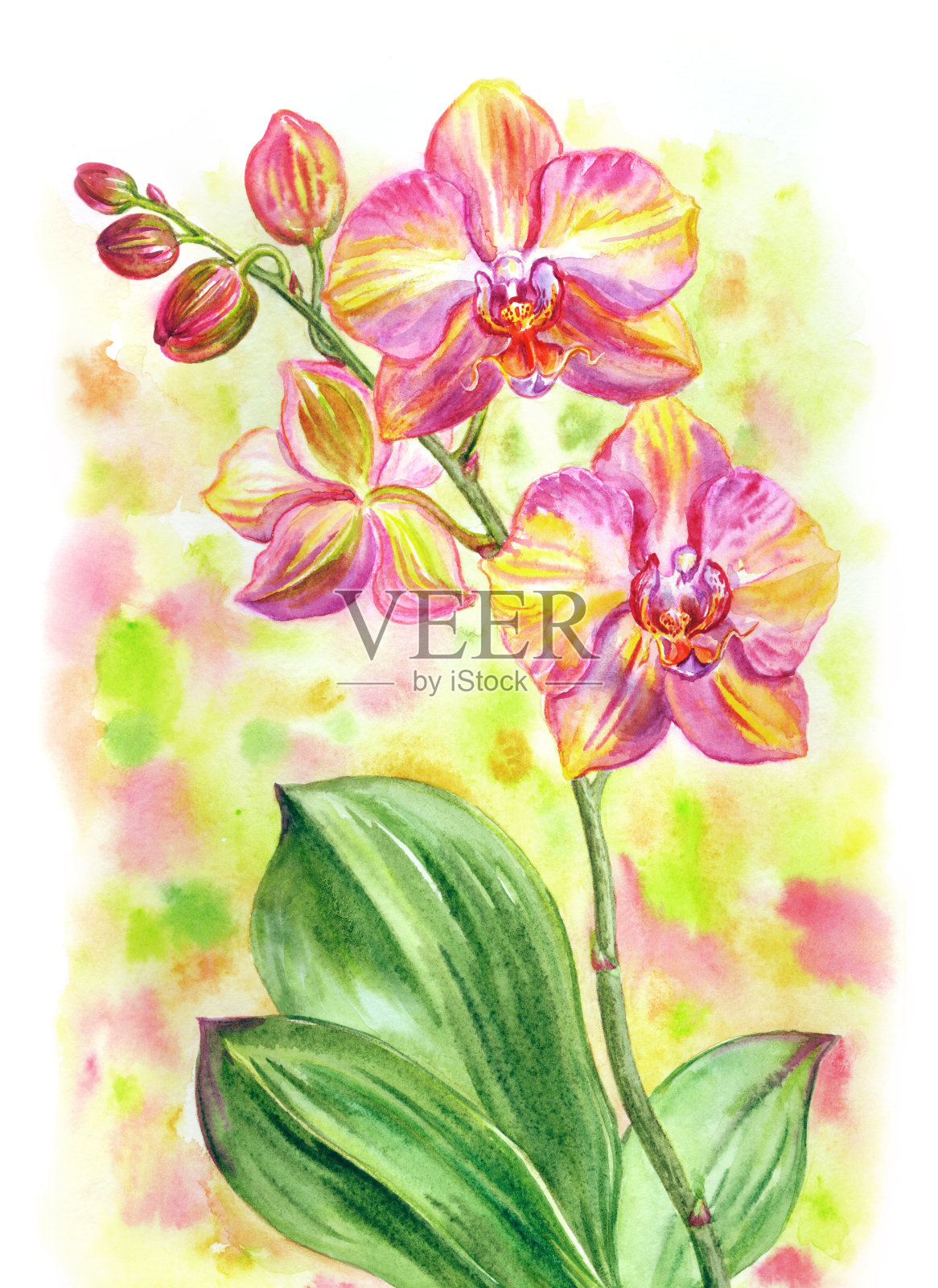 美丽的粉红色和黄色蝴蝶兰，水彩画插画图片素材