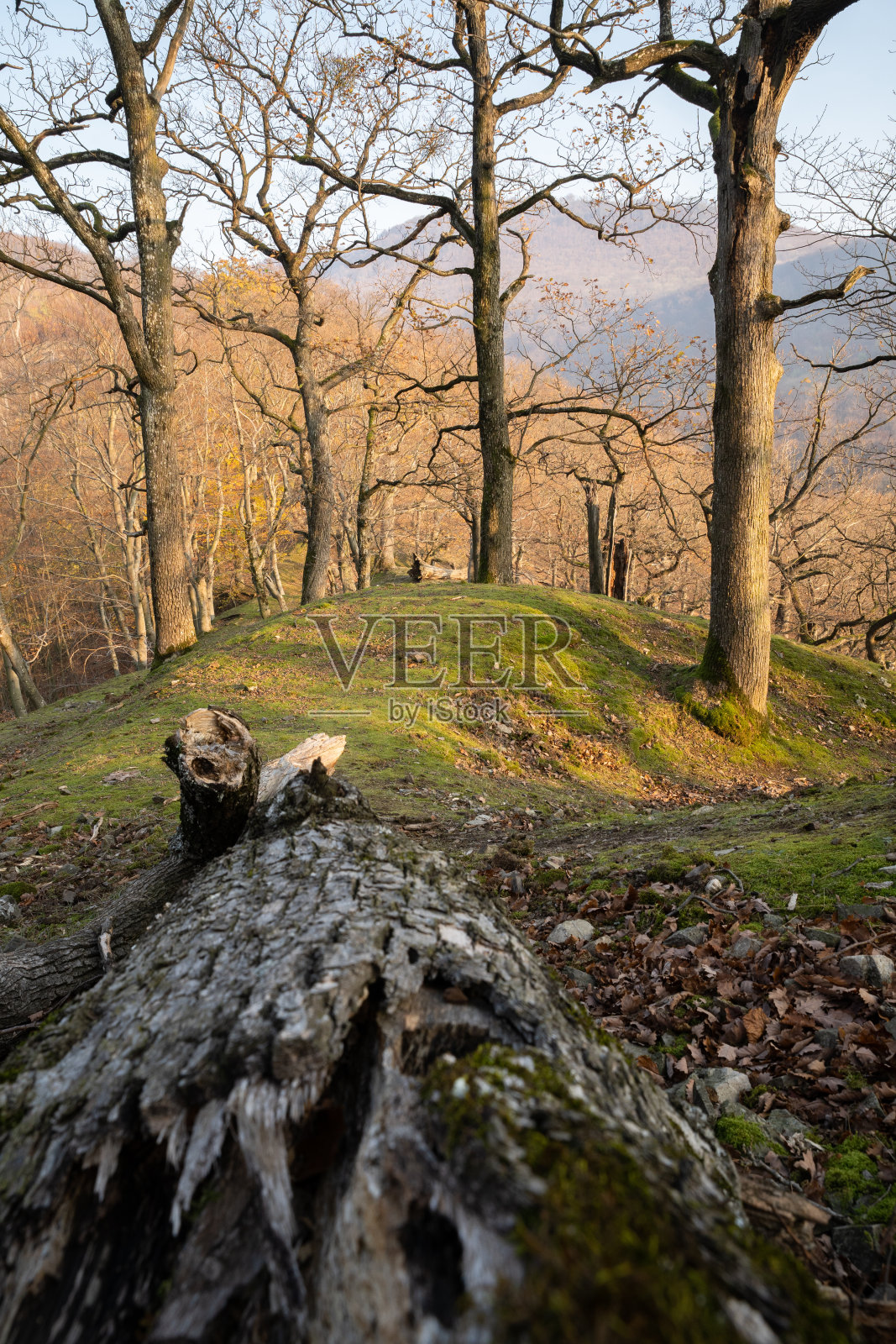 地形不平坦的森林照片摄影图片
