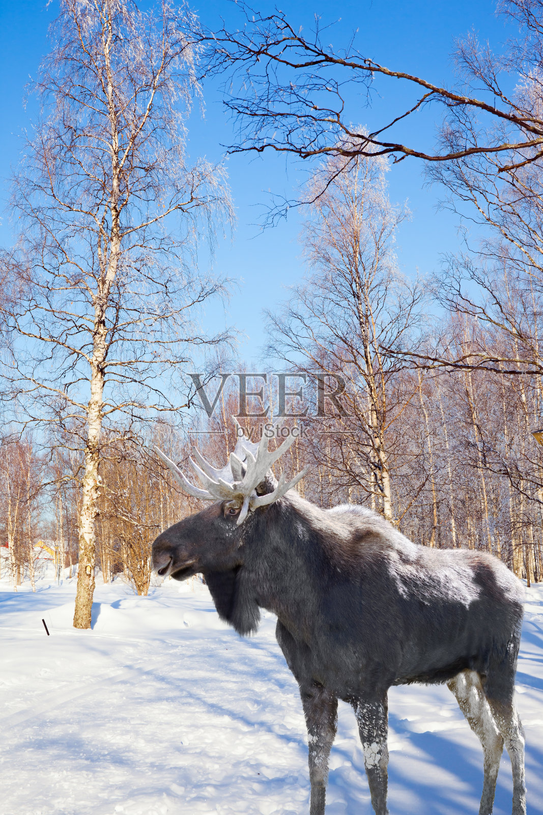 有强有力的角的驼鹿照片摄影图片