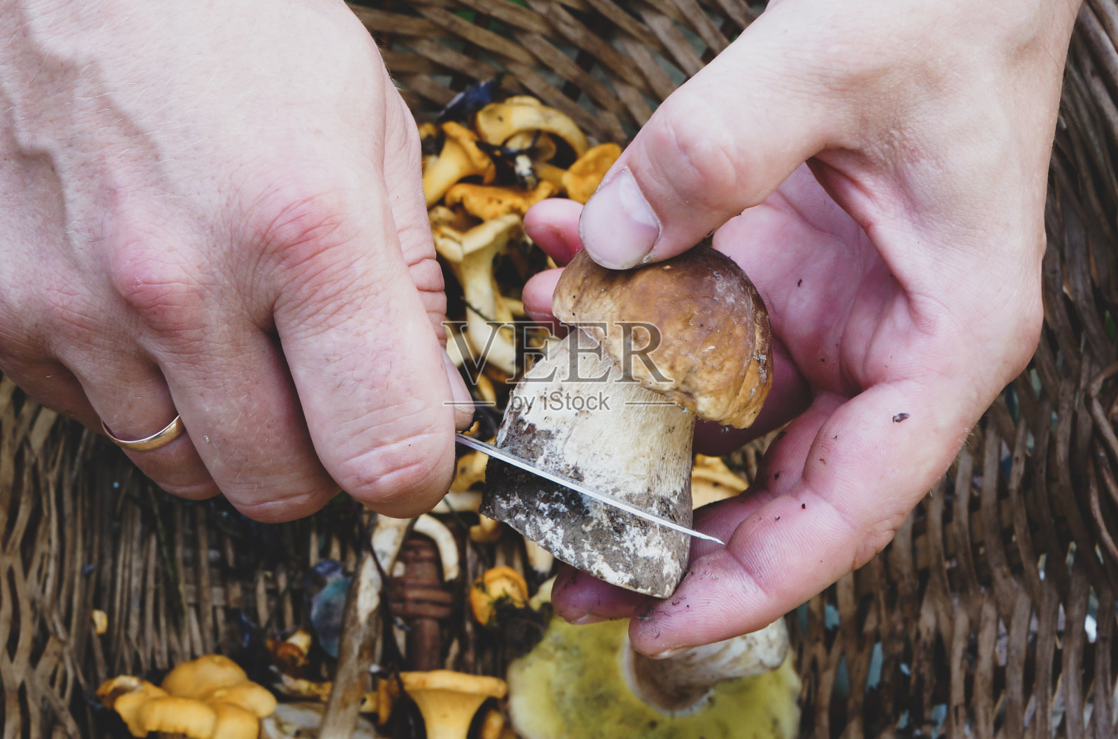 人在清理白蘑菇照片摄影图片