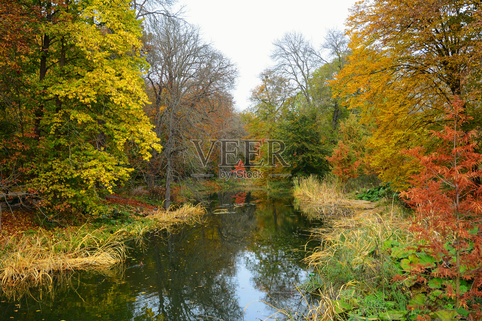 乌克兰乌曼Sofiyivka国家树木公园的秋色。照片摄影图片