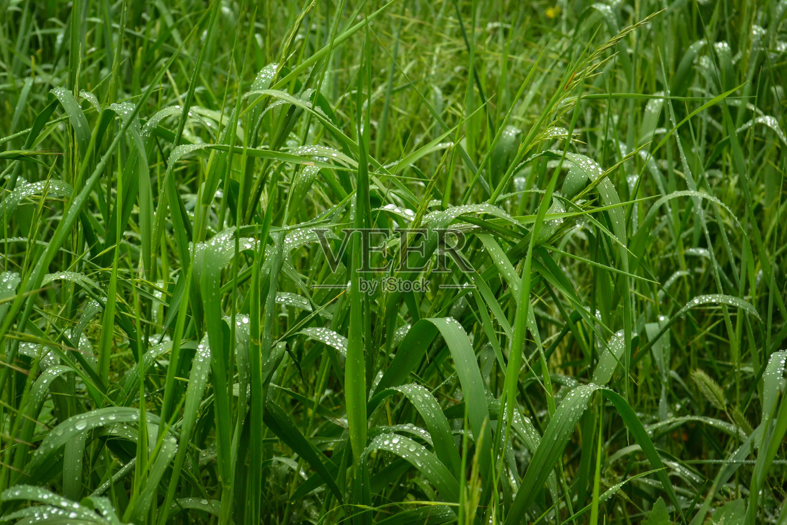 绿草如茵，滴水如注照片摄影图片