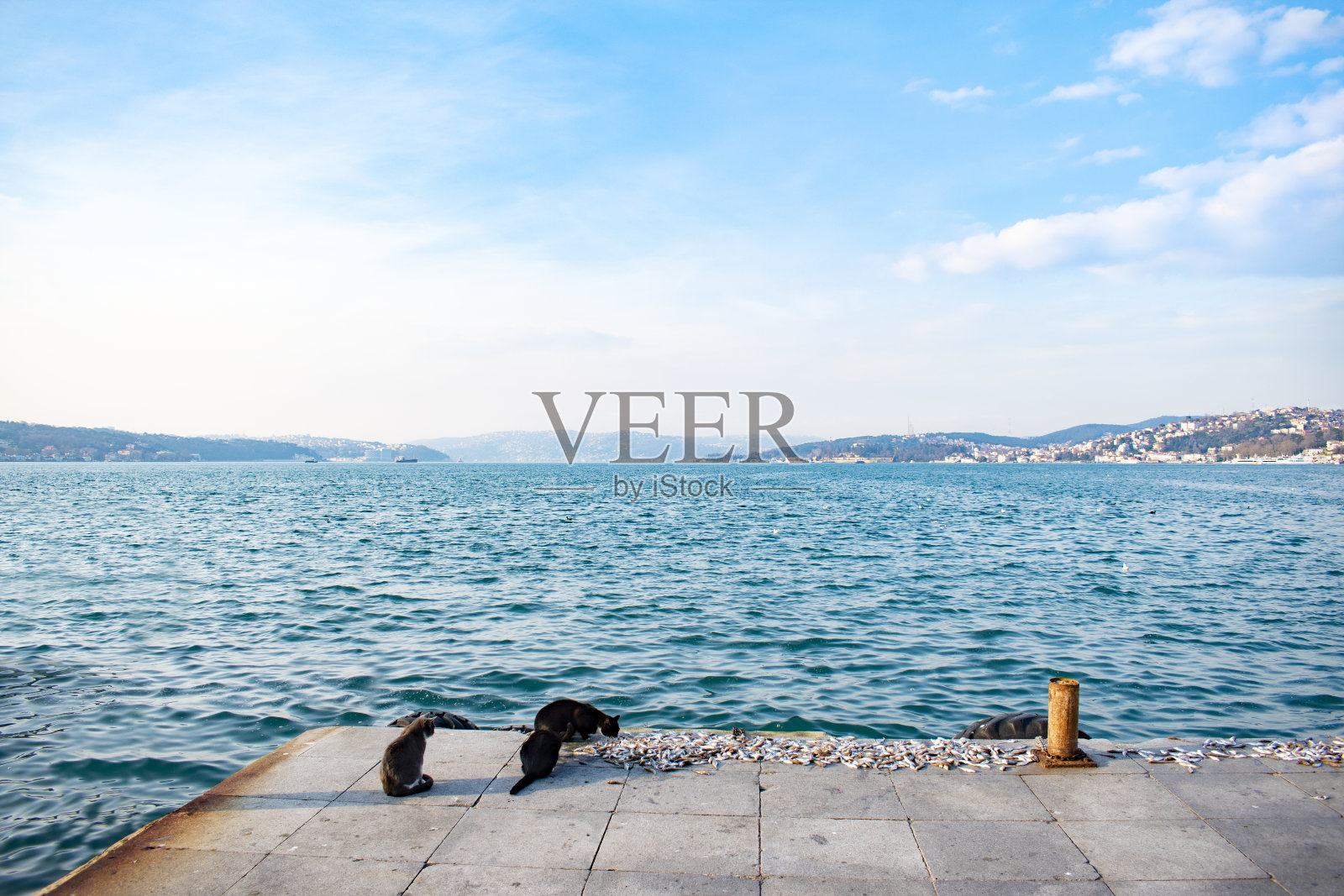 在博斯普鲁斯海峡边的猫吃鱼。猫在海边吃鱼。猫在海边吃鱼。伊斯坦布尔喉咙里的猫照片摄影图片