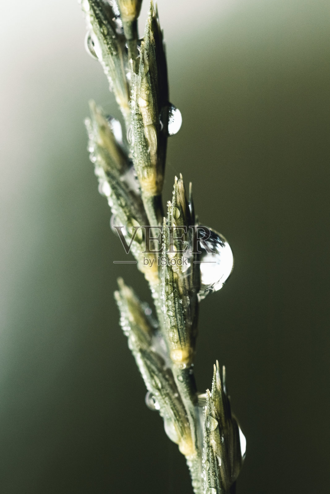 草。鲜绿的春草带着露珠特写。照片摄影图片
