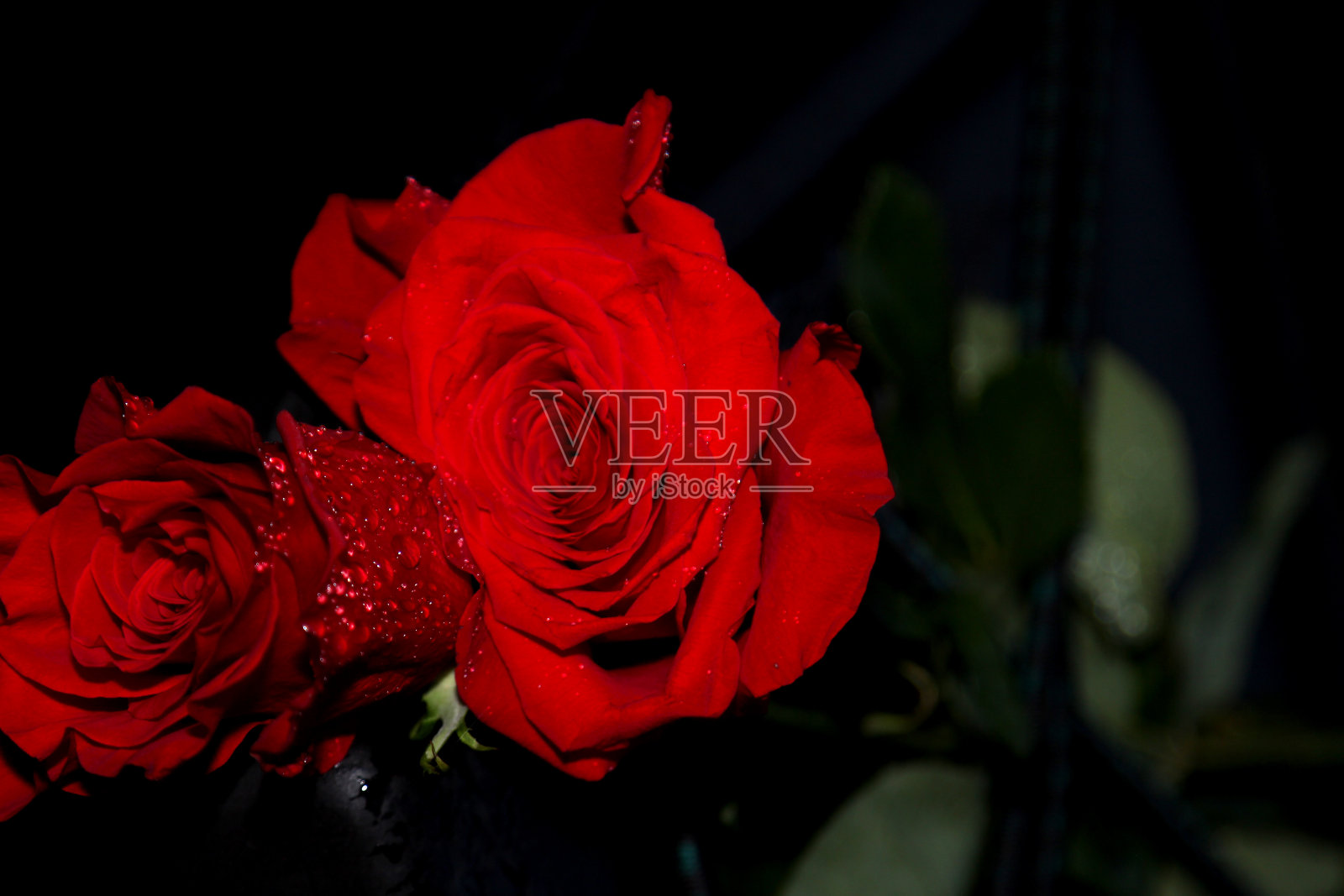 红玫瑰照片摄影图片