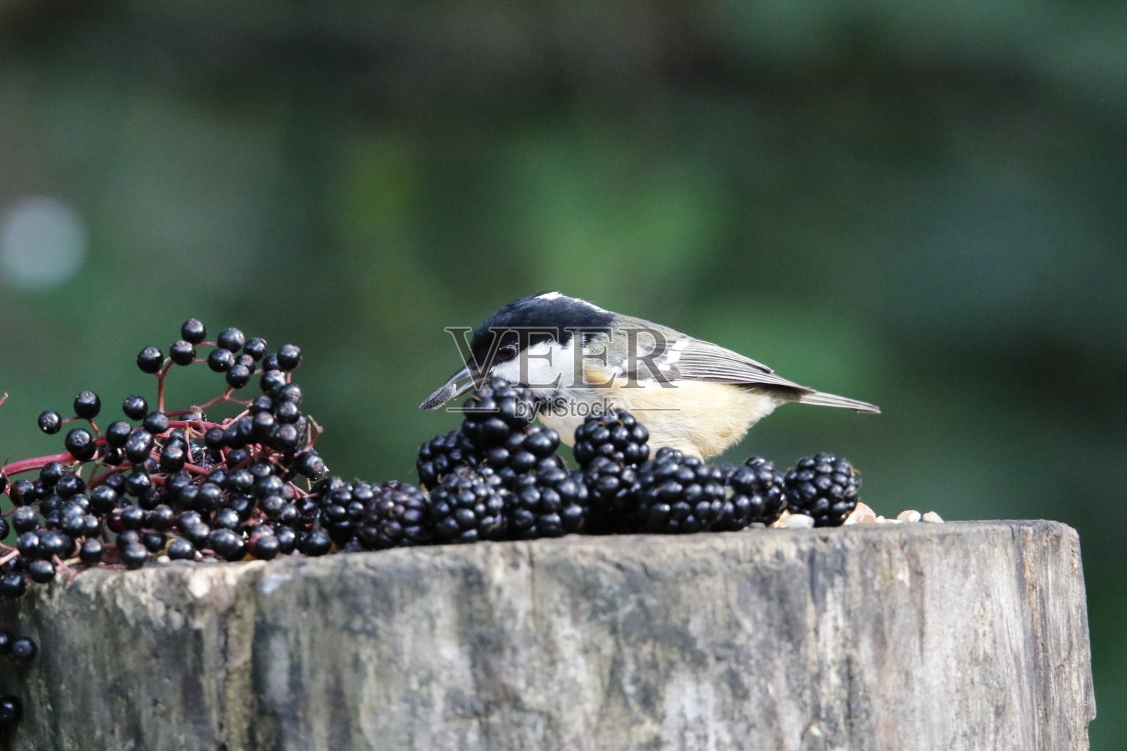 煤炭乳头照片摄影图片