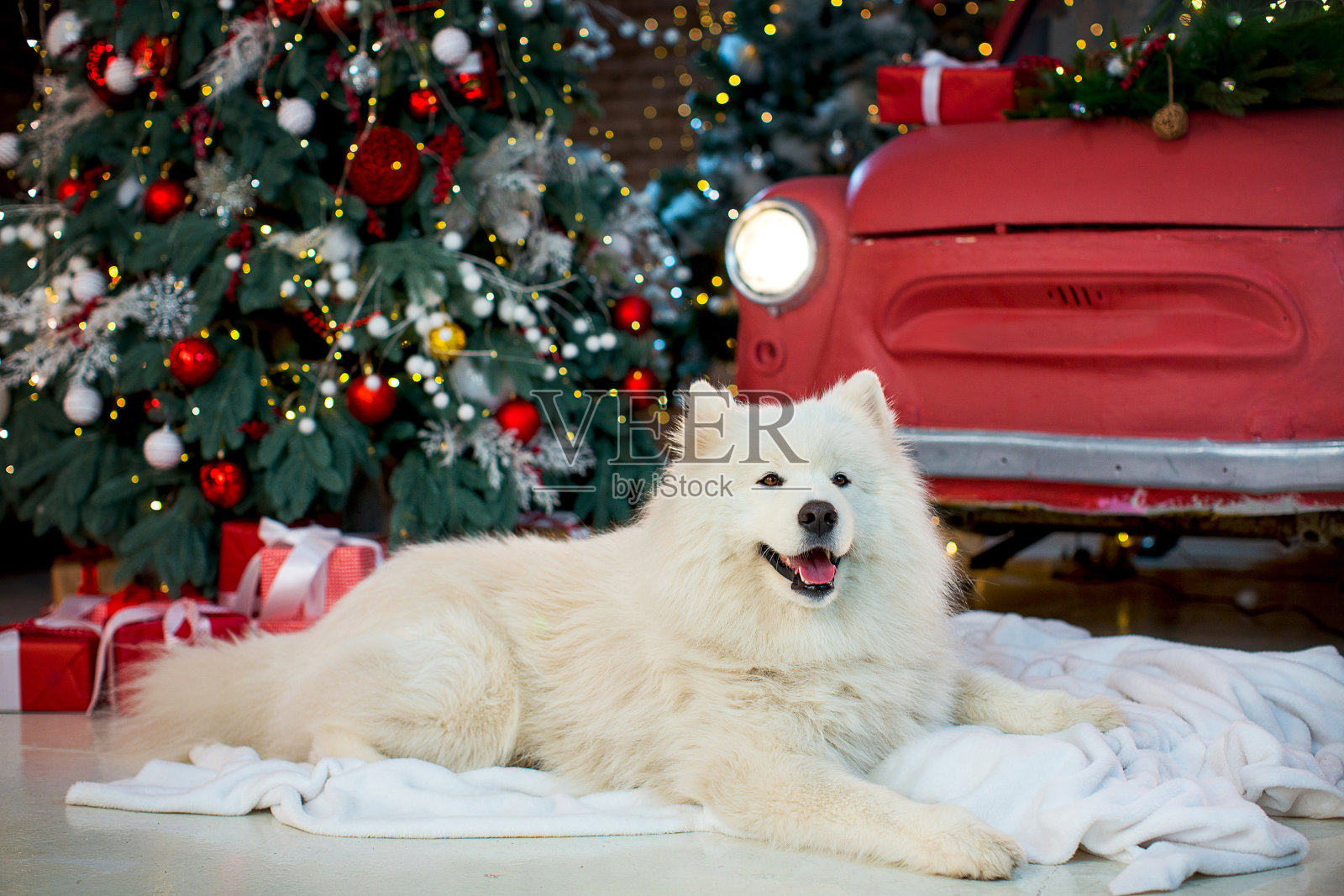 白色萨摩耶在新年的装饰照片摄影图片
