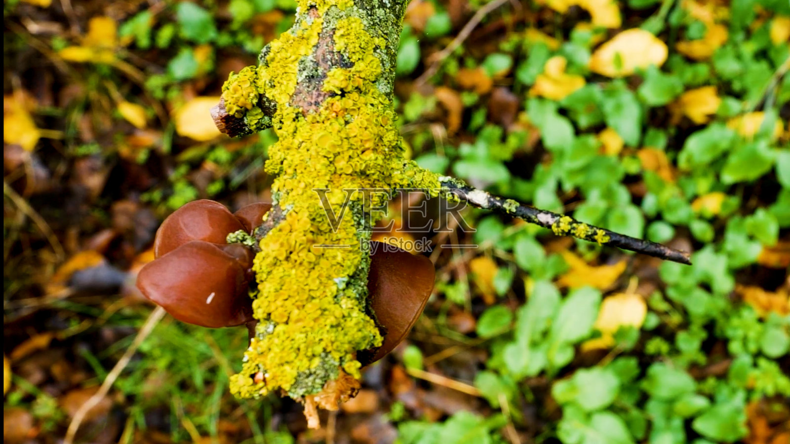 枯枝上长满苔藓和真菌的树照片摄影图片