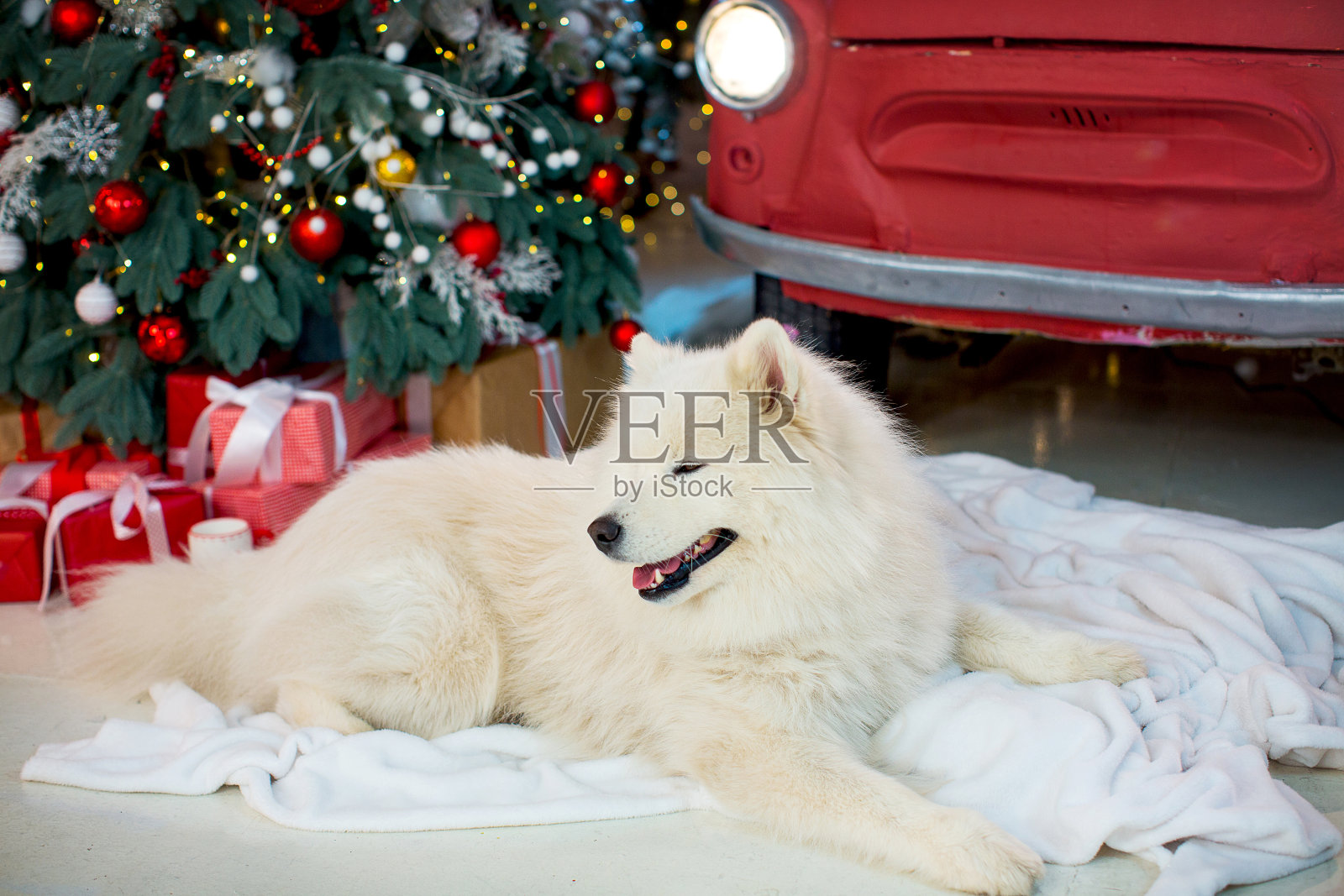 白色萨摩耶在新年的装饰照片摄影图片