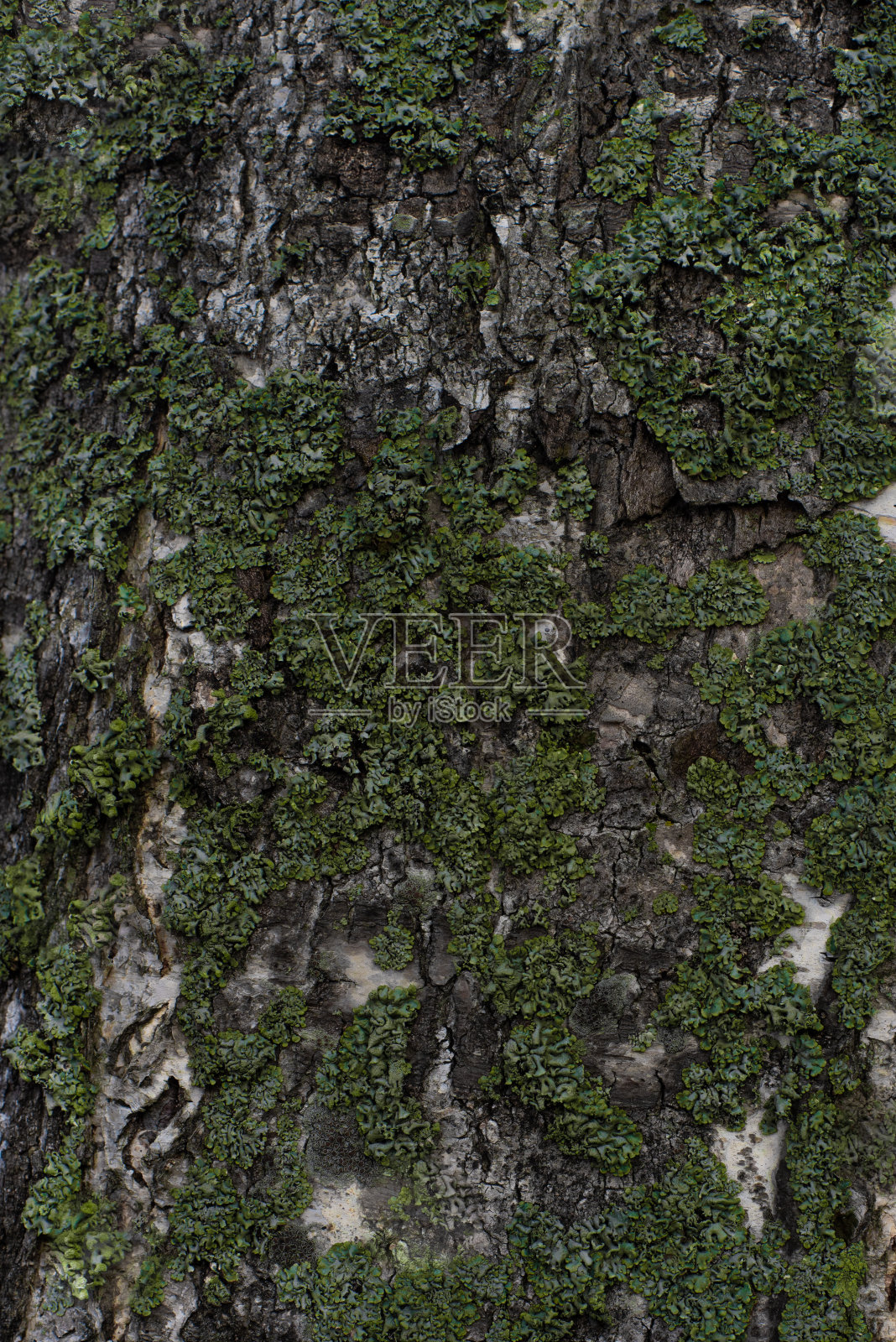 树皮上覆盖着绿色苔藓照片摄影图片