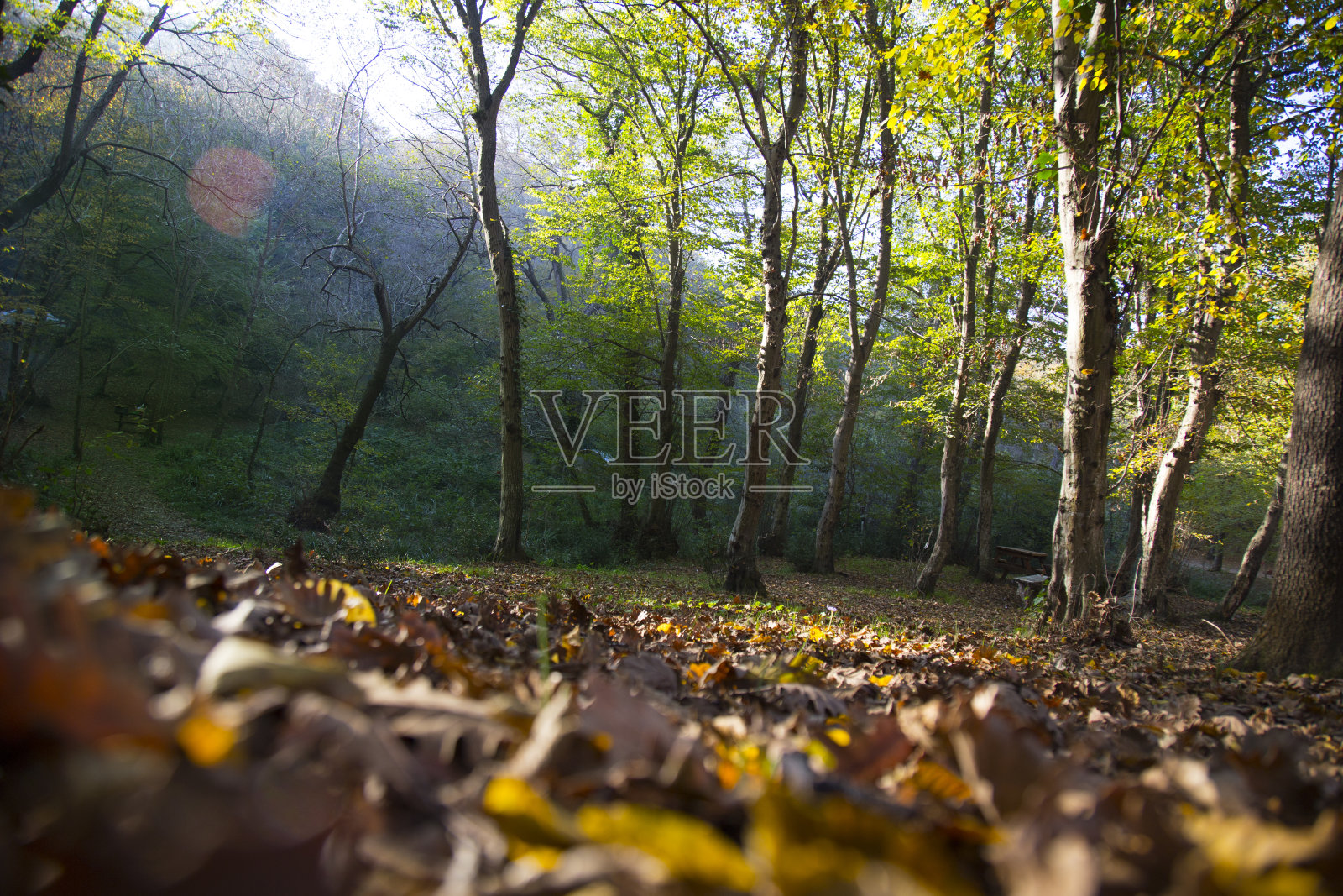 秋季森林景观照片摄影图片